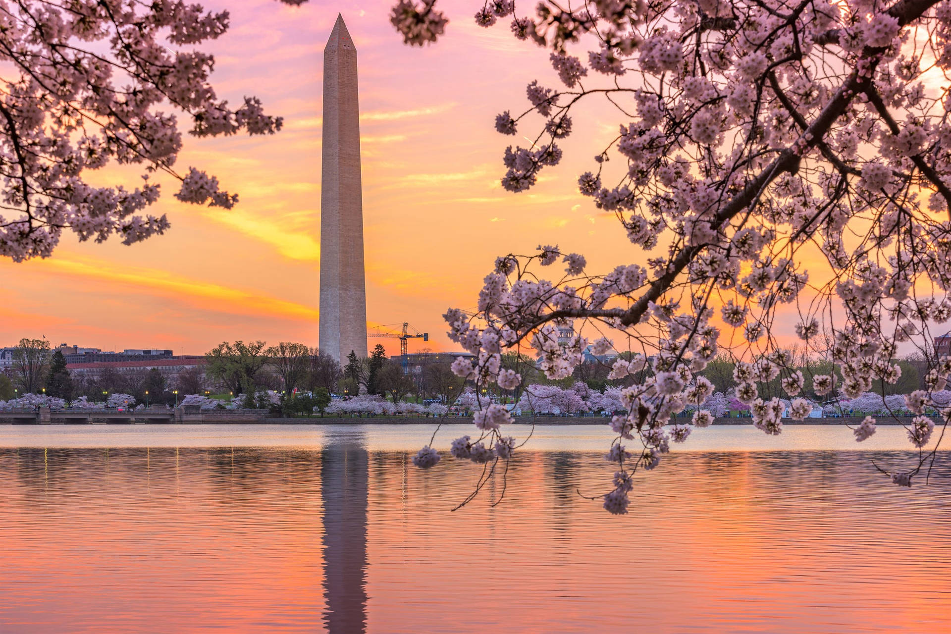 Monumentode Washington Ao Pôr Do Sol Com Cerejeiras. Papel de Parede