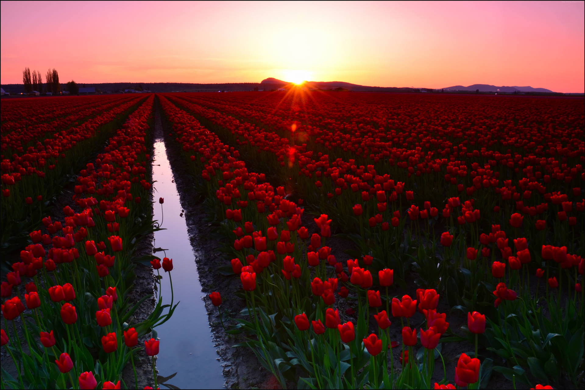 Washington Skagit Valley Tulips Wallpaper