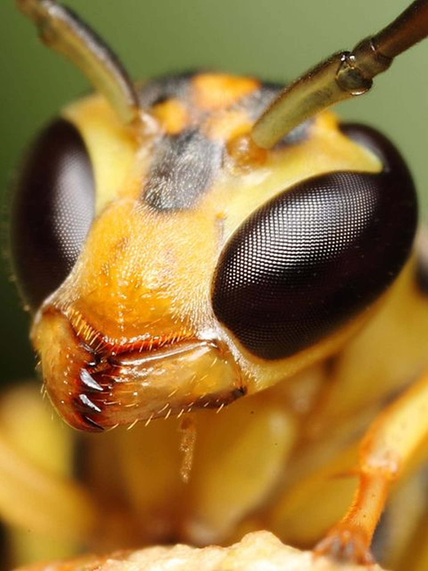 Wasp Black Compound Eyes Wallpaper