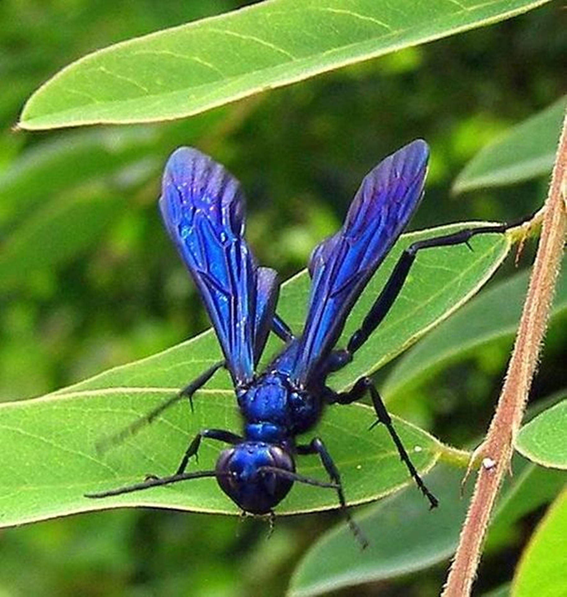 Vibrant Blue Mud Dauber Wasp Isolated on Lush Green Leaves Wallpaper