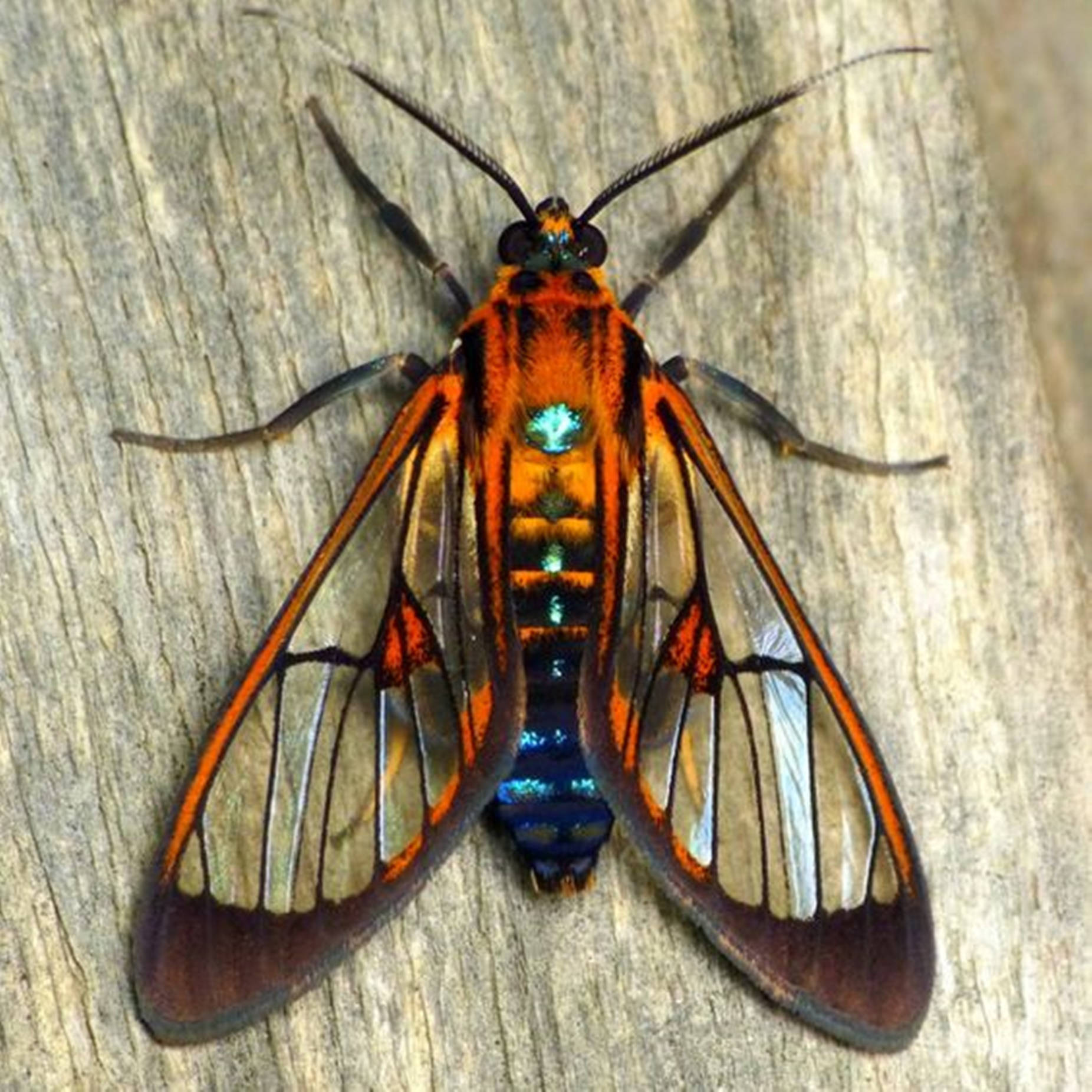 Intriguing Cosmosoma Wasp Moth in full display Wallpaper