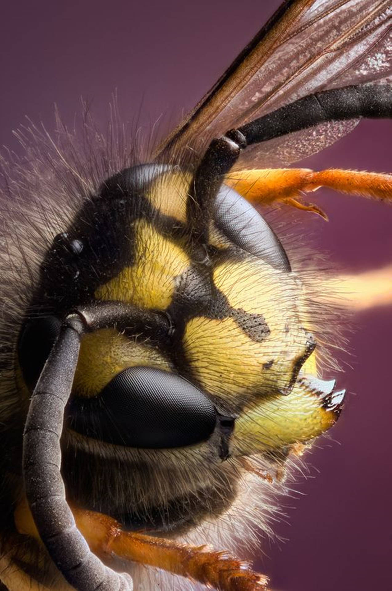 Intricate Wasp Anatomy - Close-up View of Sensory Hairs Wallpaper