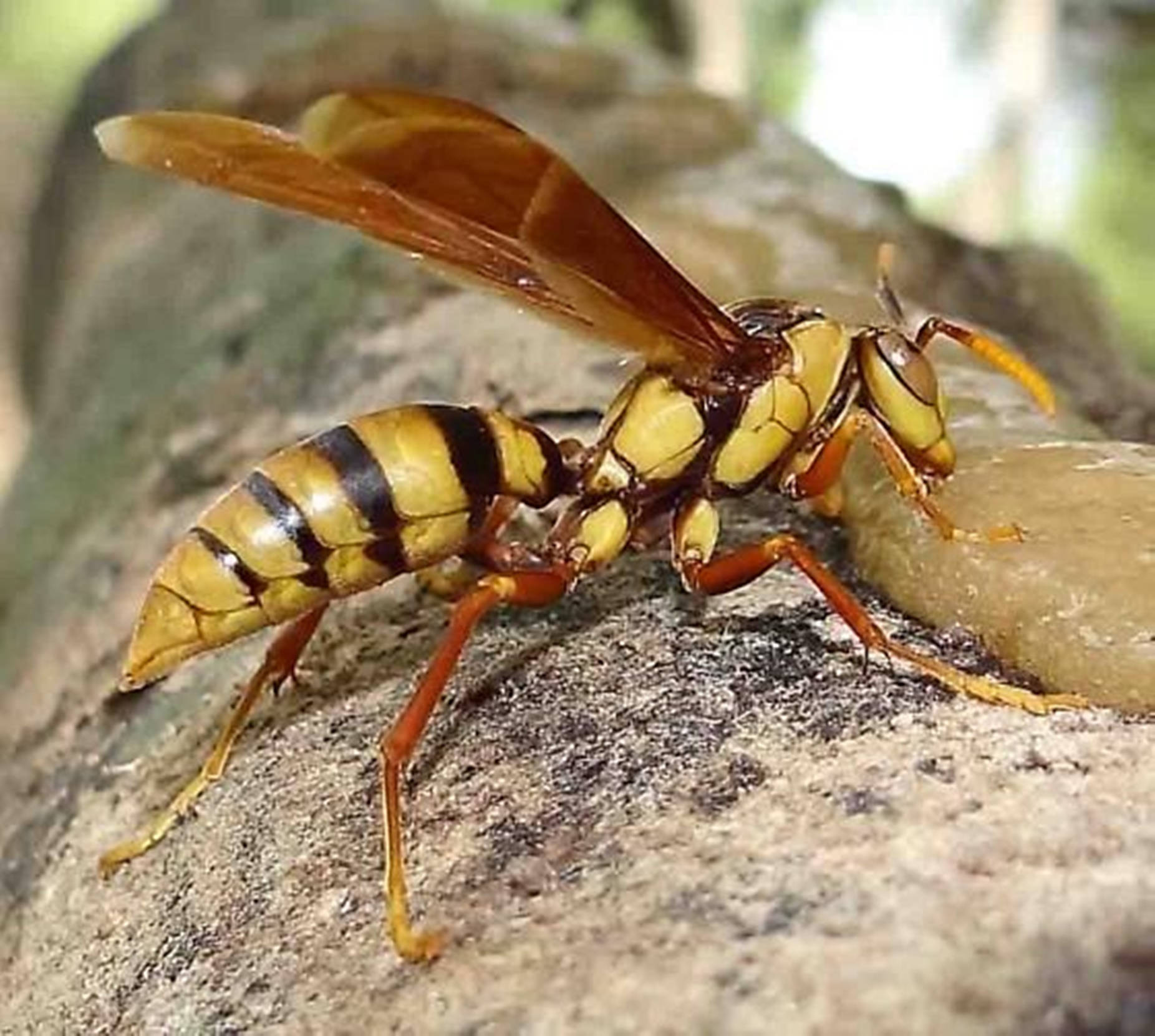 Wasp Feeding On A Tree Sap Background