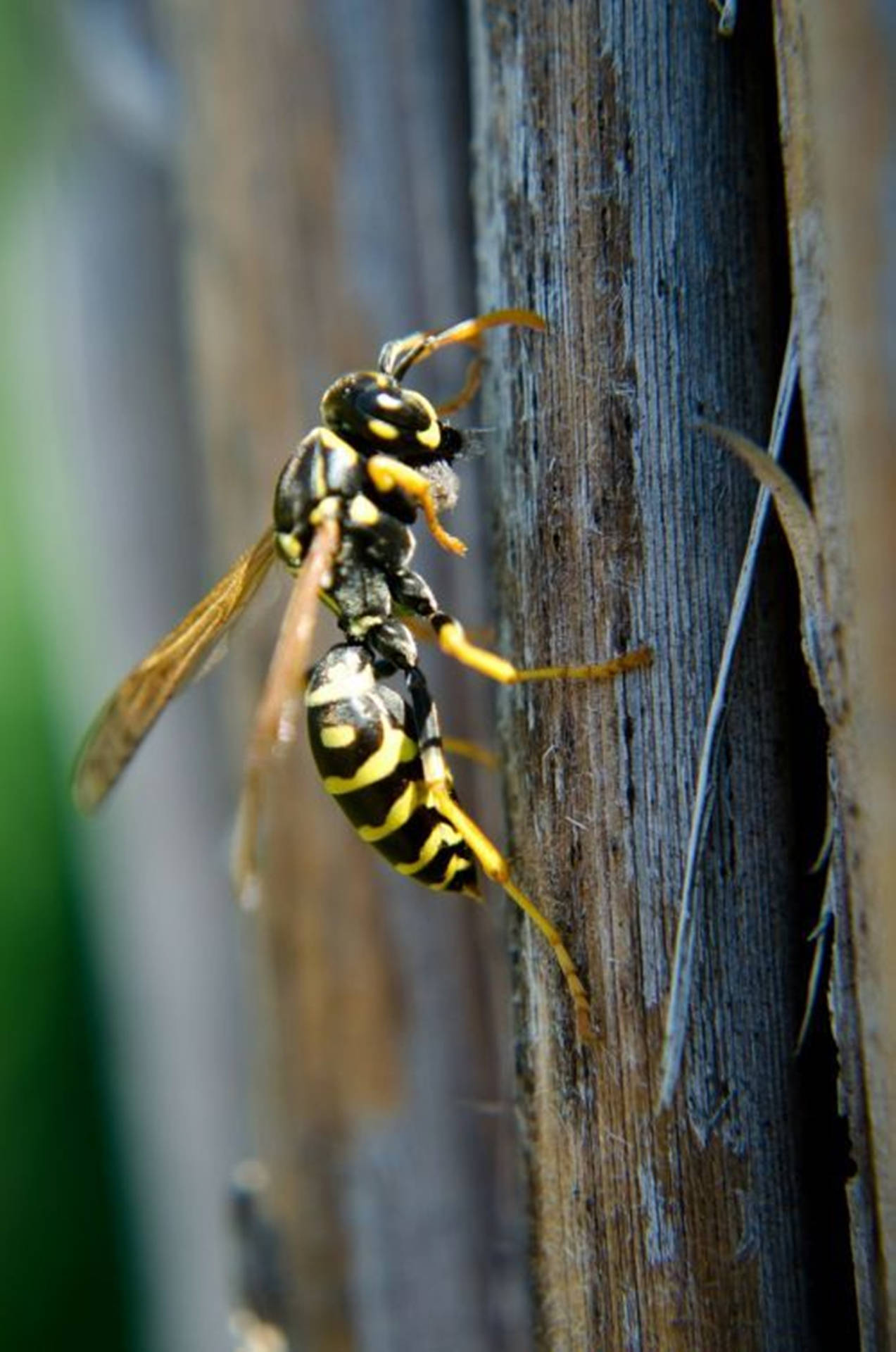Wasp French Macro Species Wallpaper