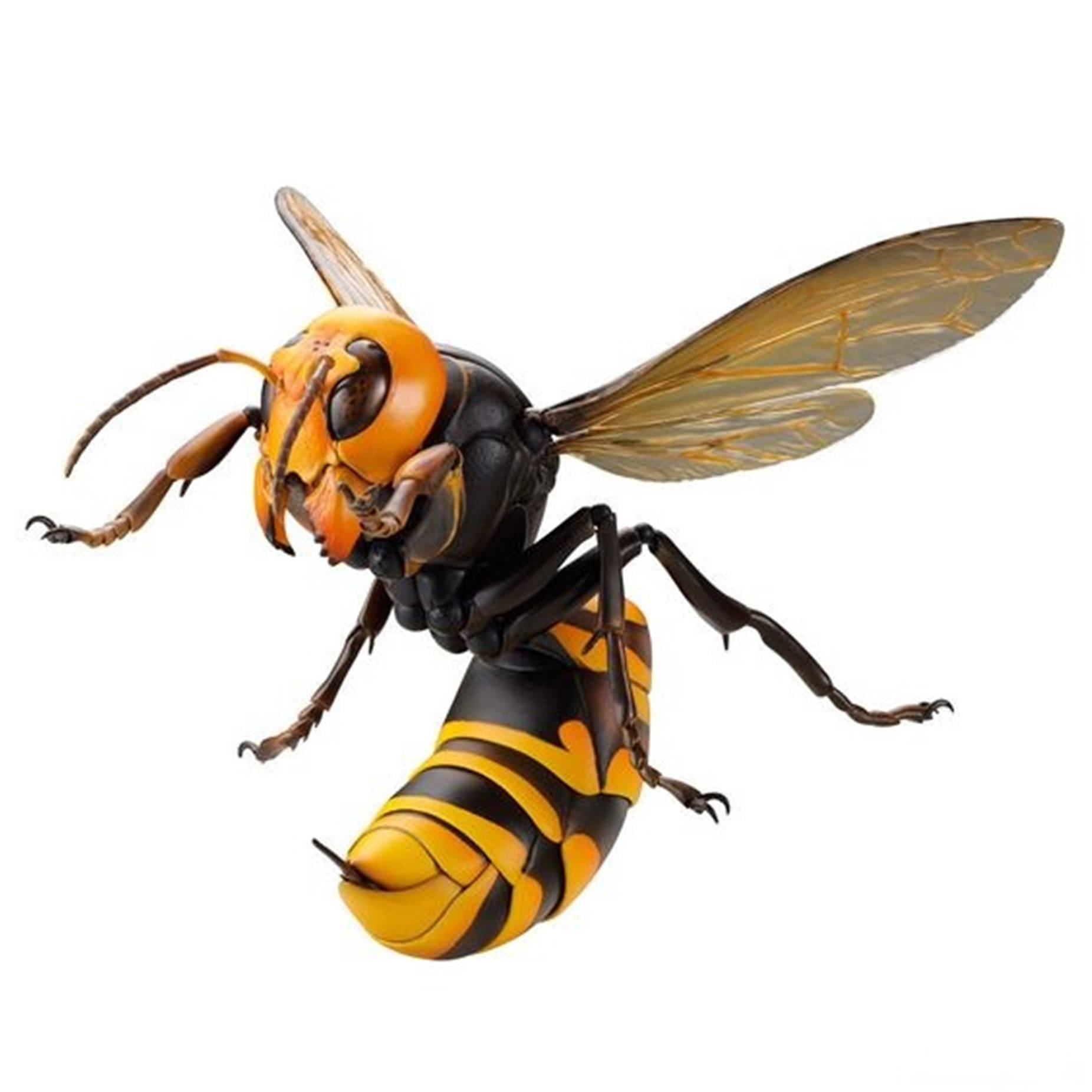 Wasp Giant Asian Species Wallpaper