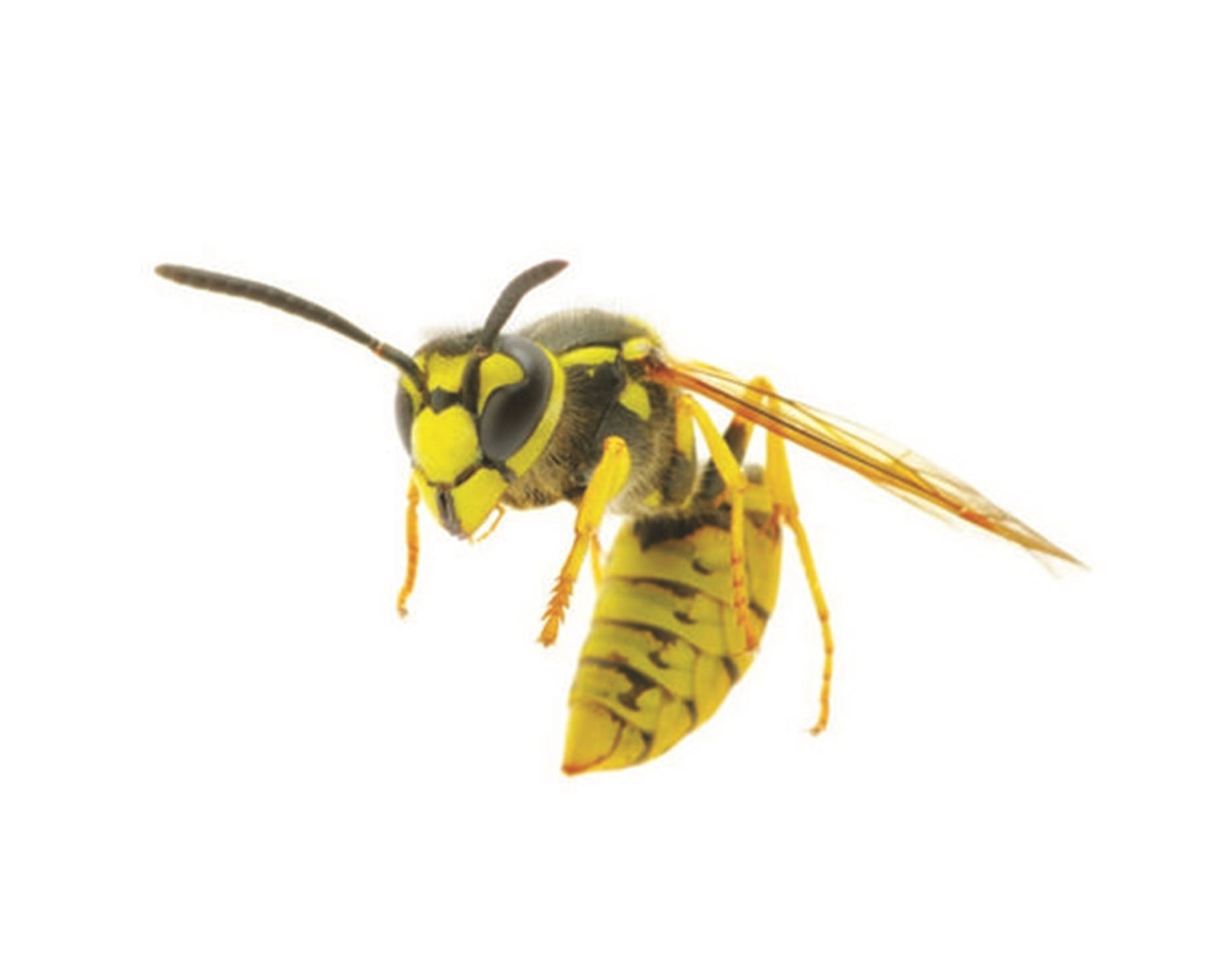 Wasp Giant Golden Waspart slægt. Wallpaper