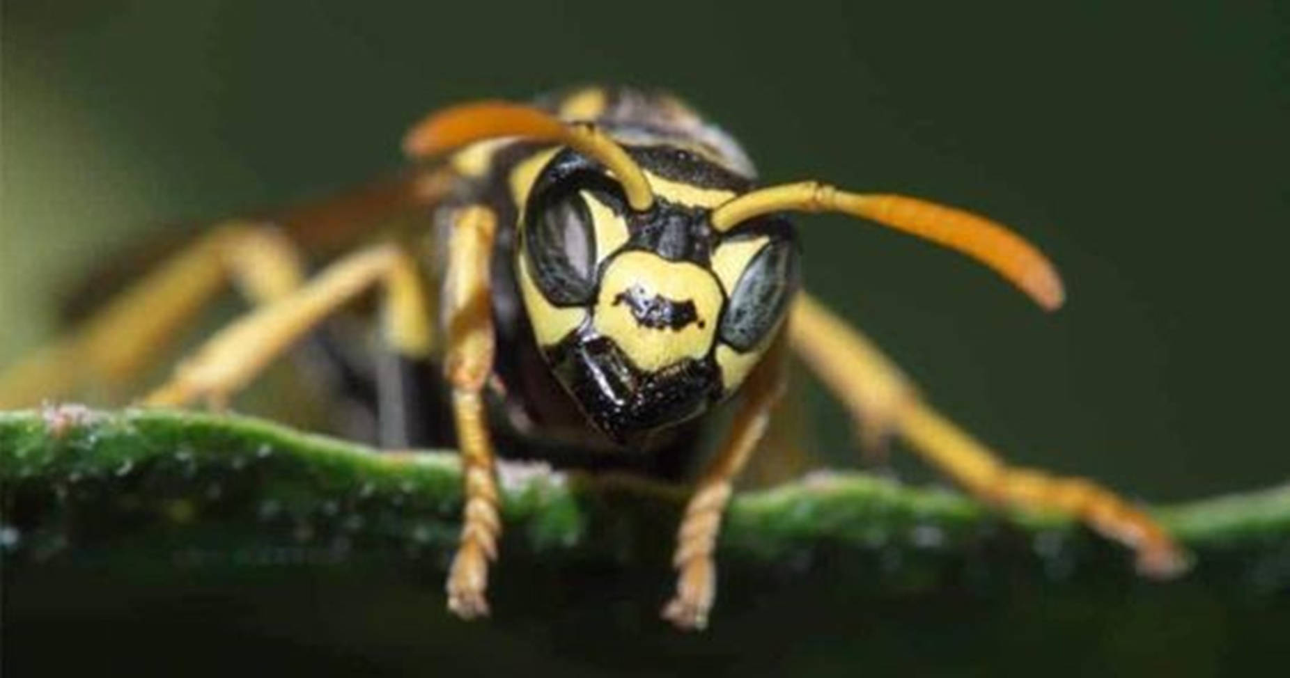 Wasp Golden Paper Specie Wallpaper