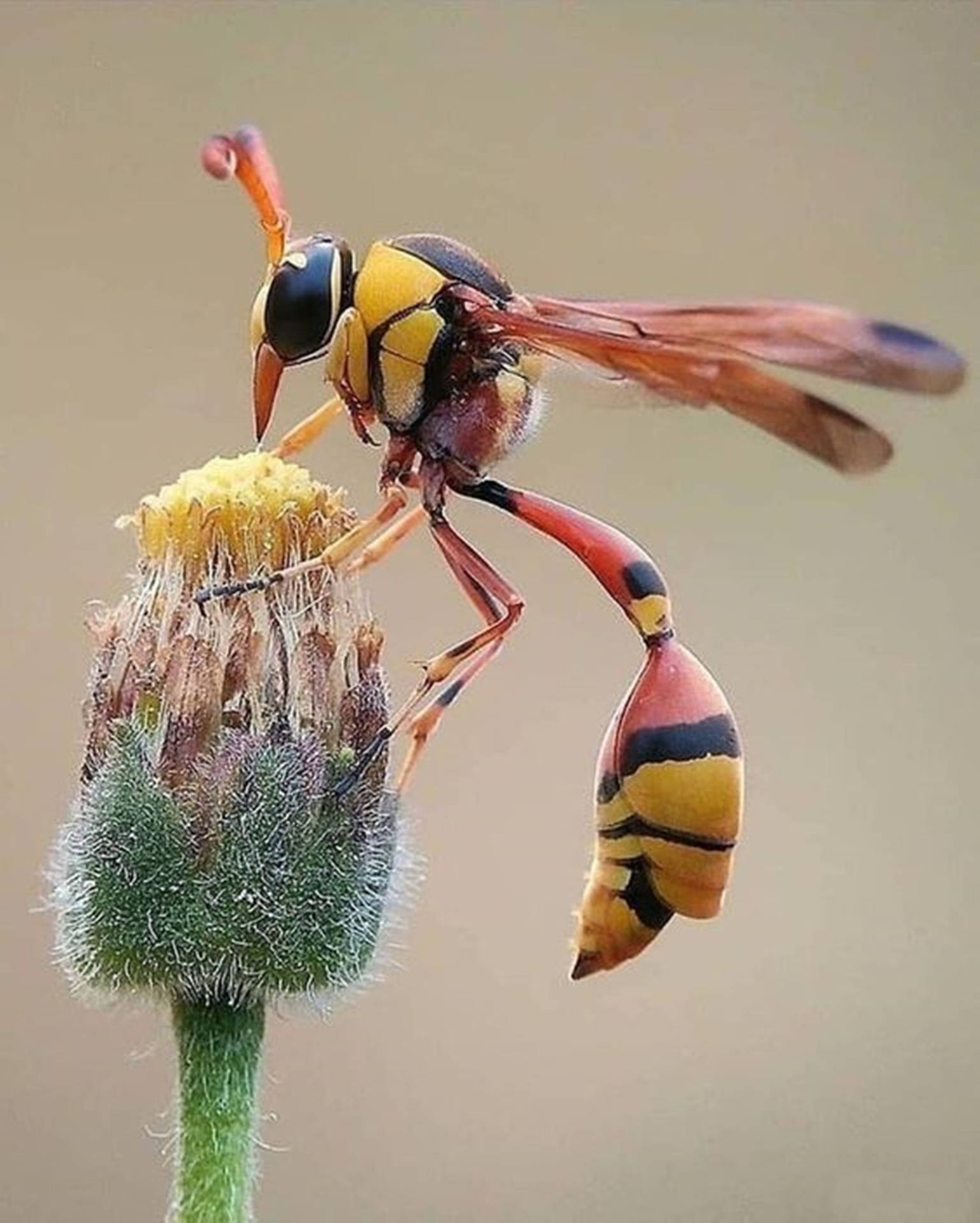 Wasp Great Potter Species Picture