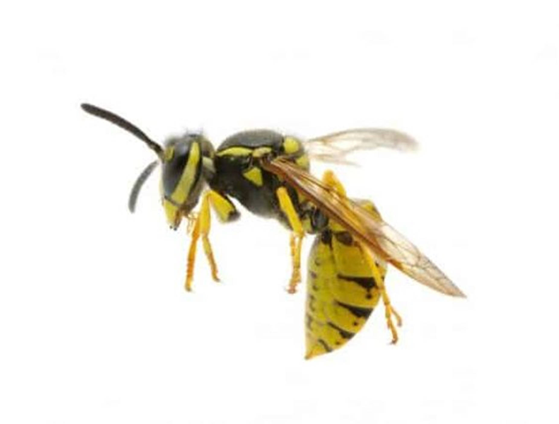 Wasp Invasive Yellowjacket Species Wallpaper