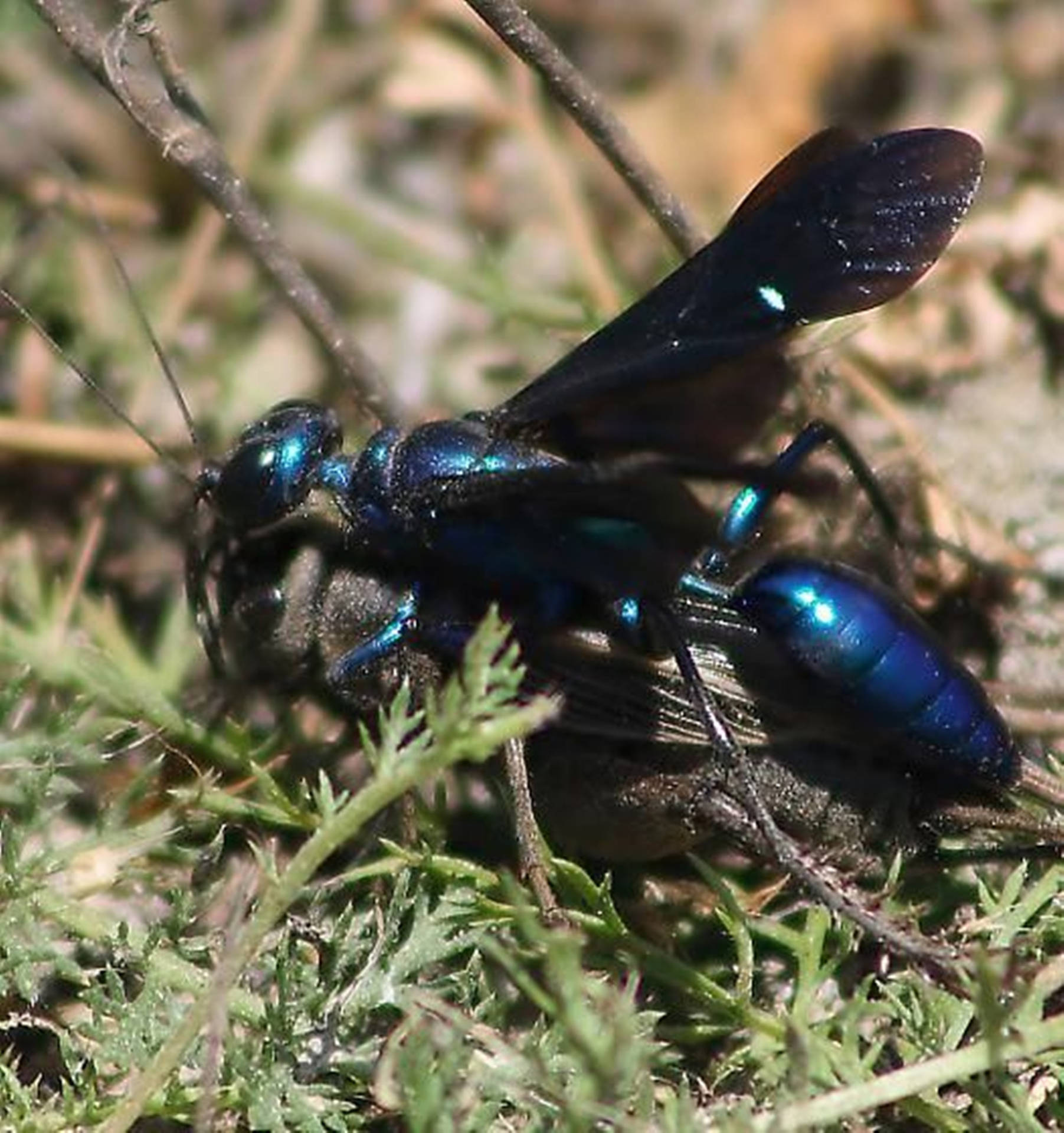 Wasp Iridescent Blue Mud Insect Specie Wallpaper