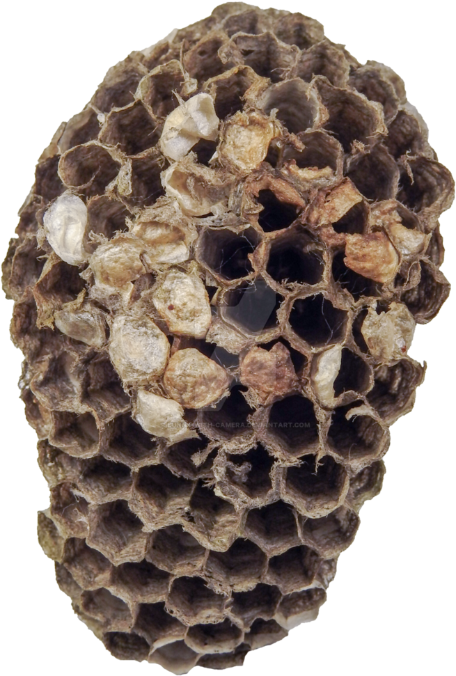 Wasp Nest Closeup PNG