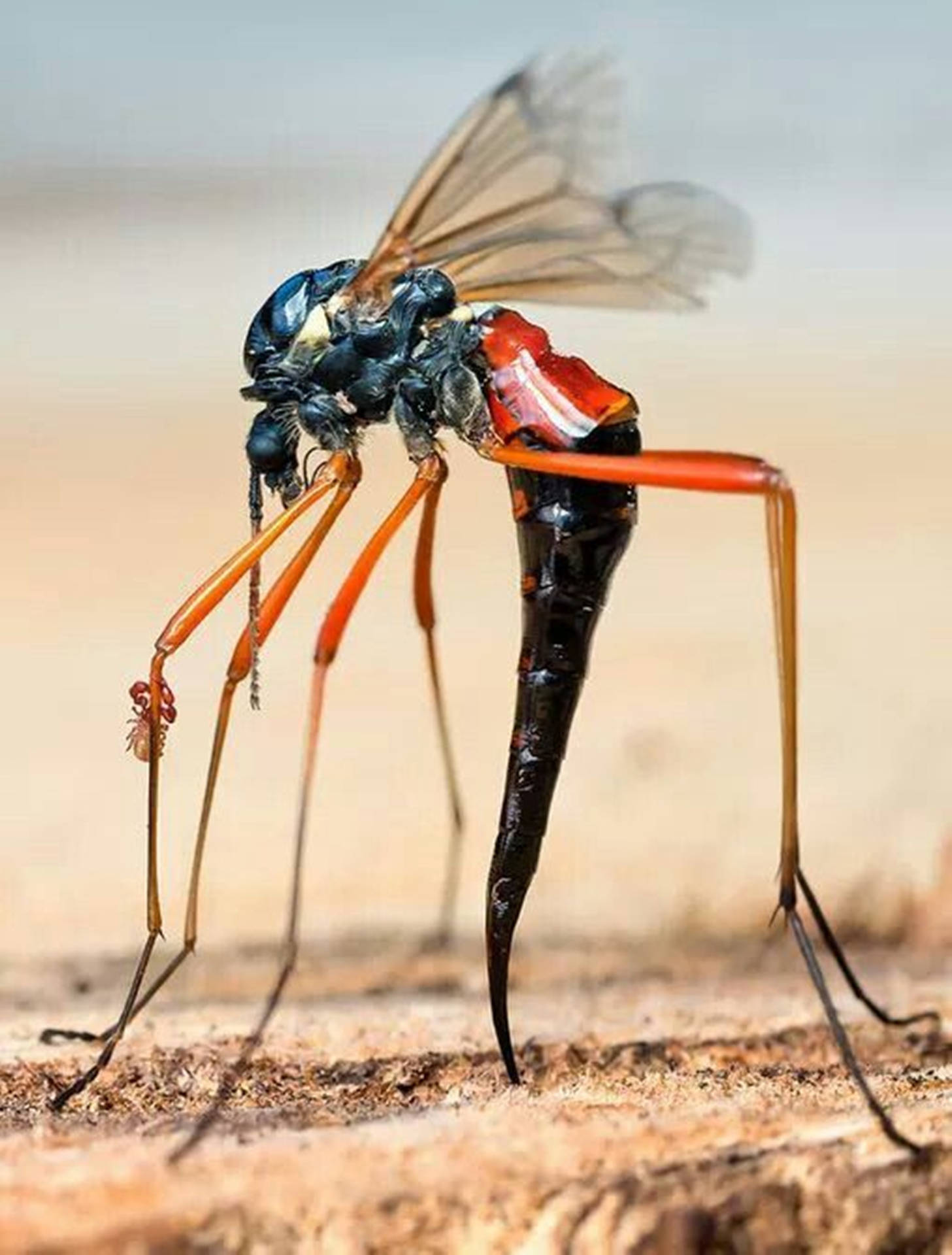 Wasp Parasitic Ovipositor Specie Wallpaper