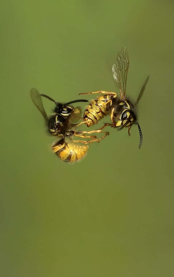 Wasp Pictures