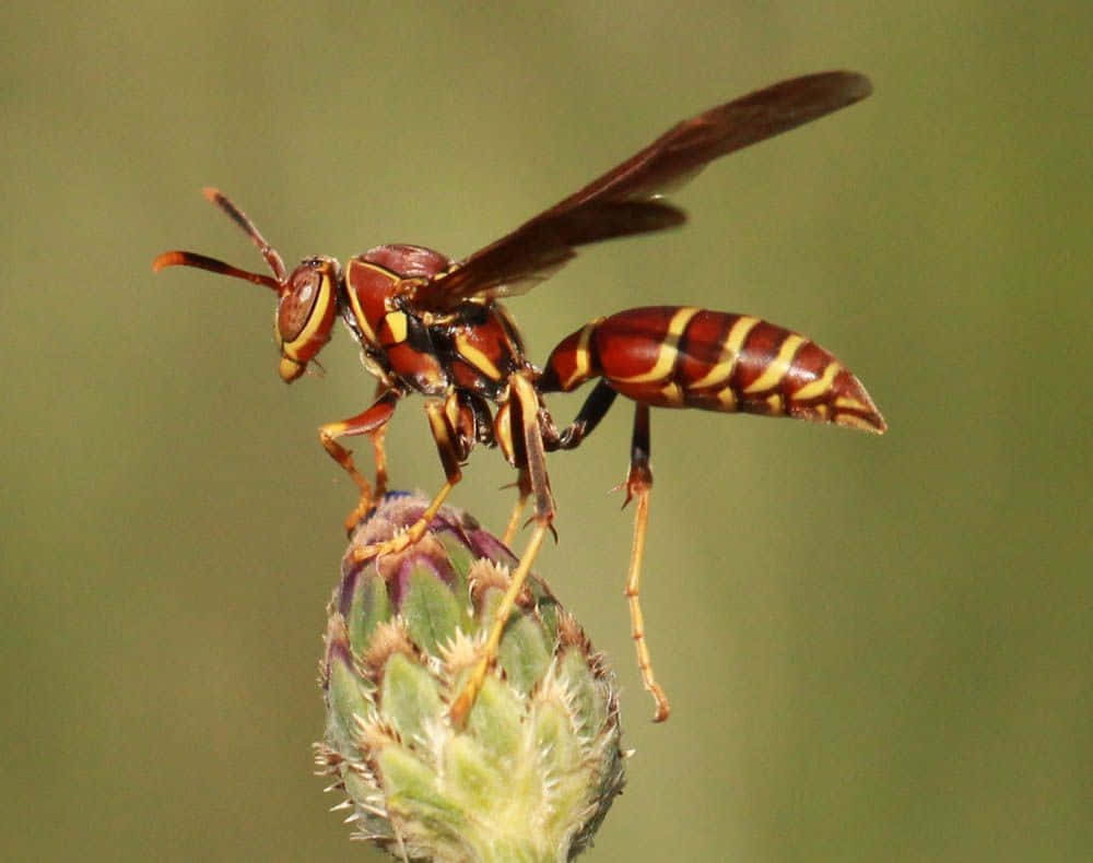 Wasp Pictures