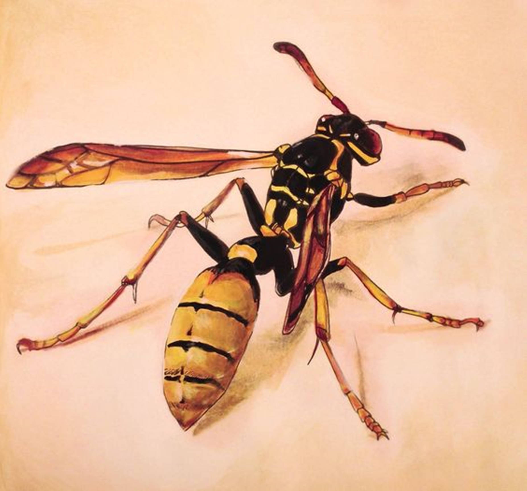 Wespenraubtier Flügel Insekt Wallpaper