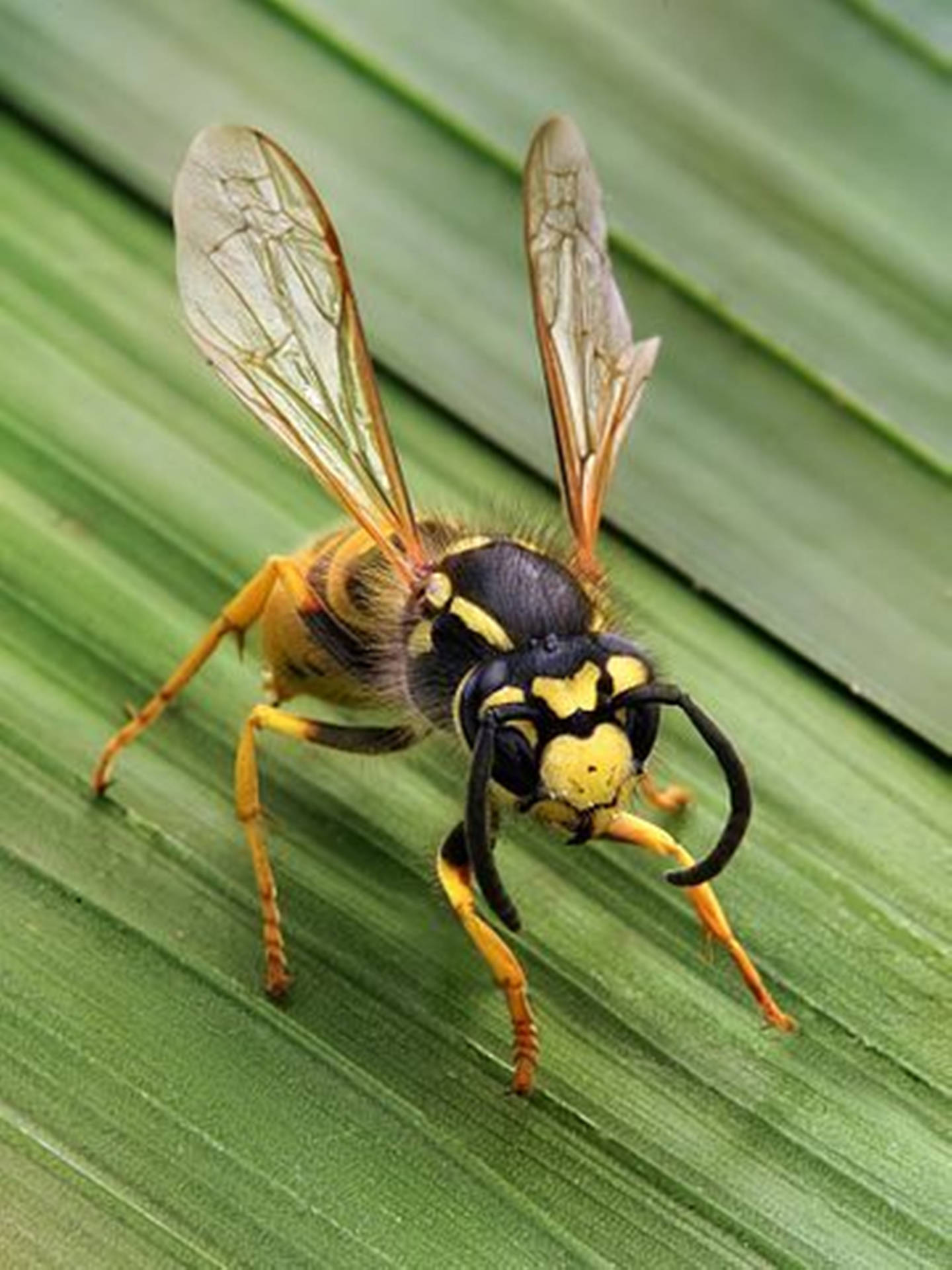 Wasp Stinging Flying Insect Wallpaper