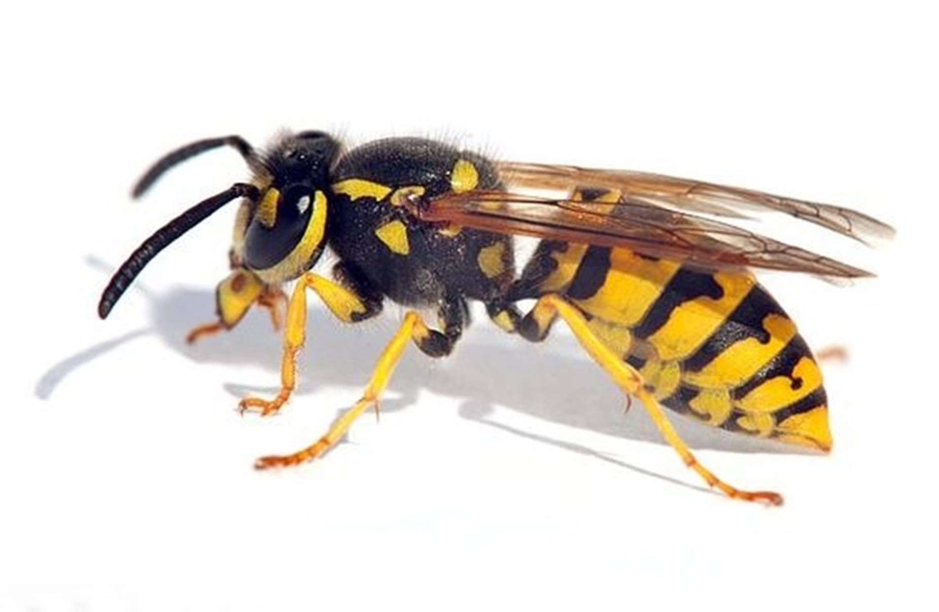 Wasp Winged Carnivorous Insect Picture
