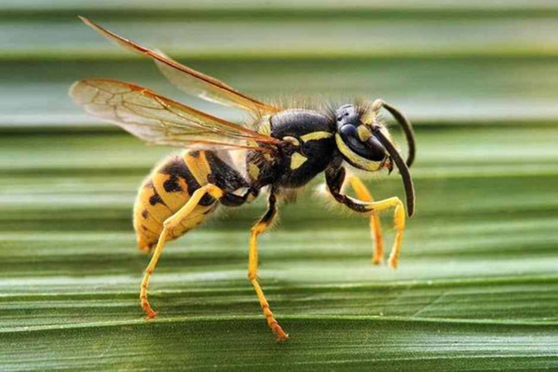 Wasps tagede stingende insekter på en kongelig blå baggrund. Wallpaper