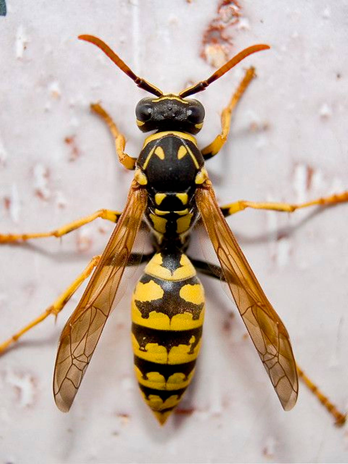 Wasp With Black And Yellow Patterns Wallpaper