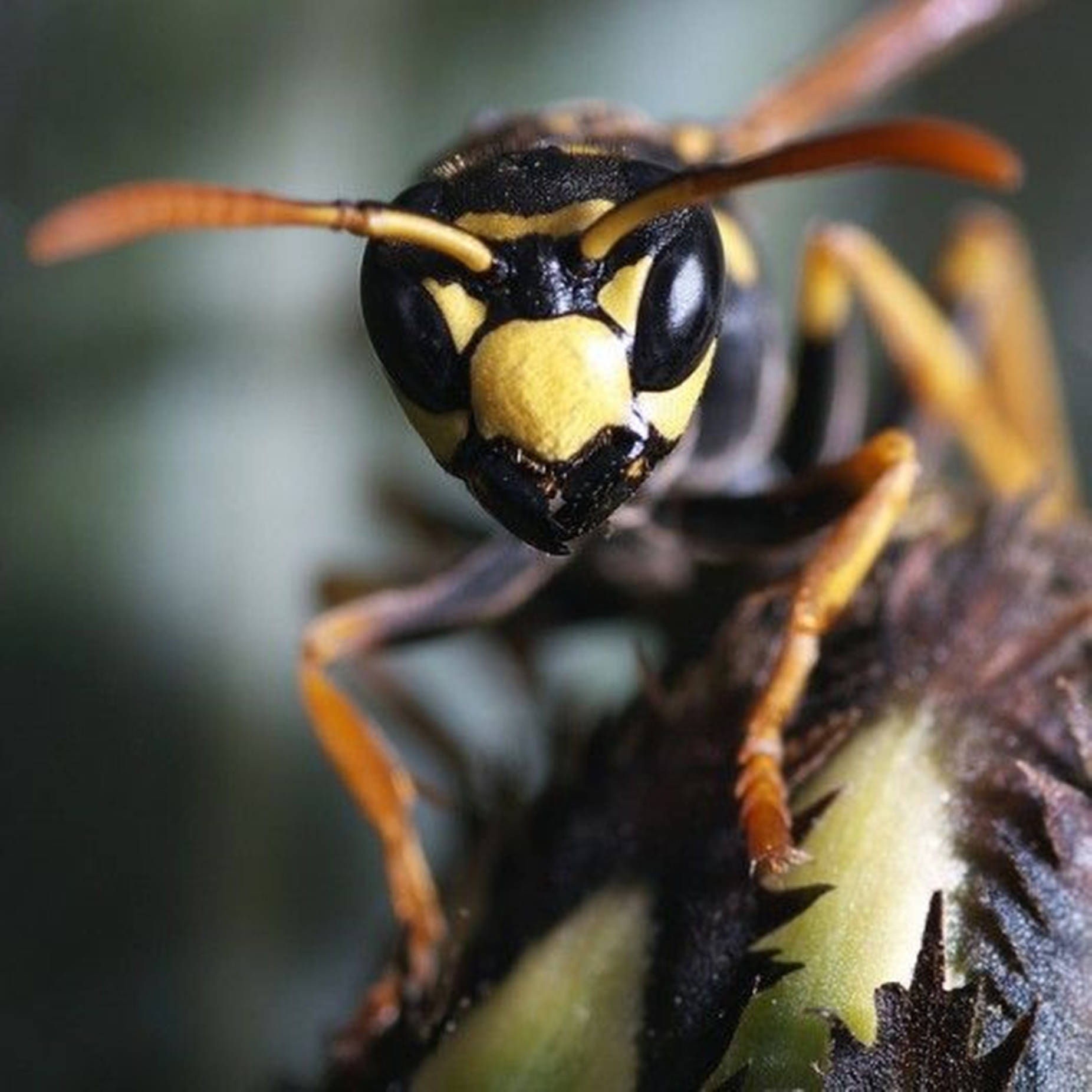 Wasp With Jagged Black Mandibles Wallpaper