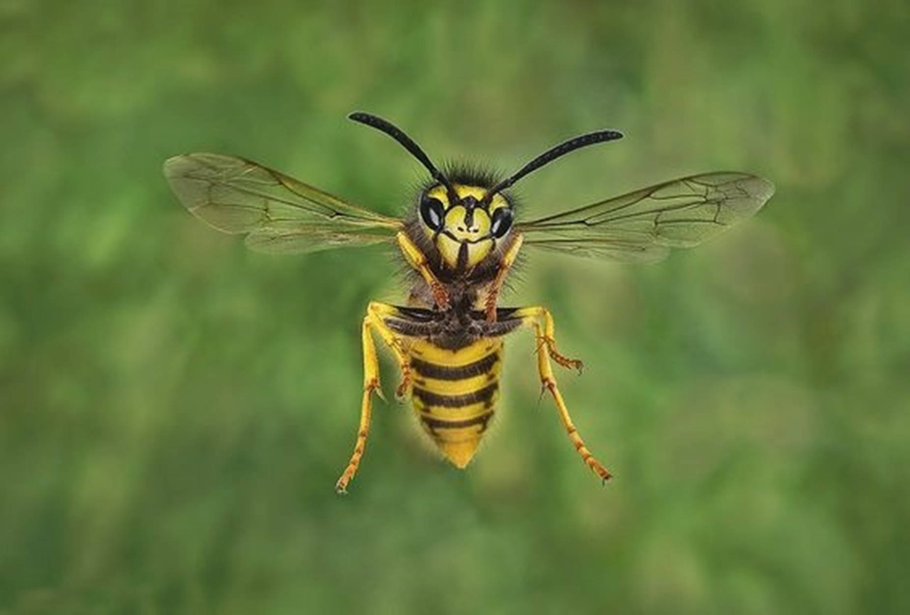 Wasp With Transparent Wings Wallpaper
