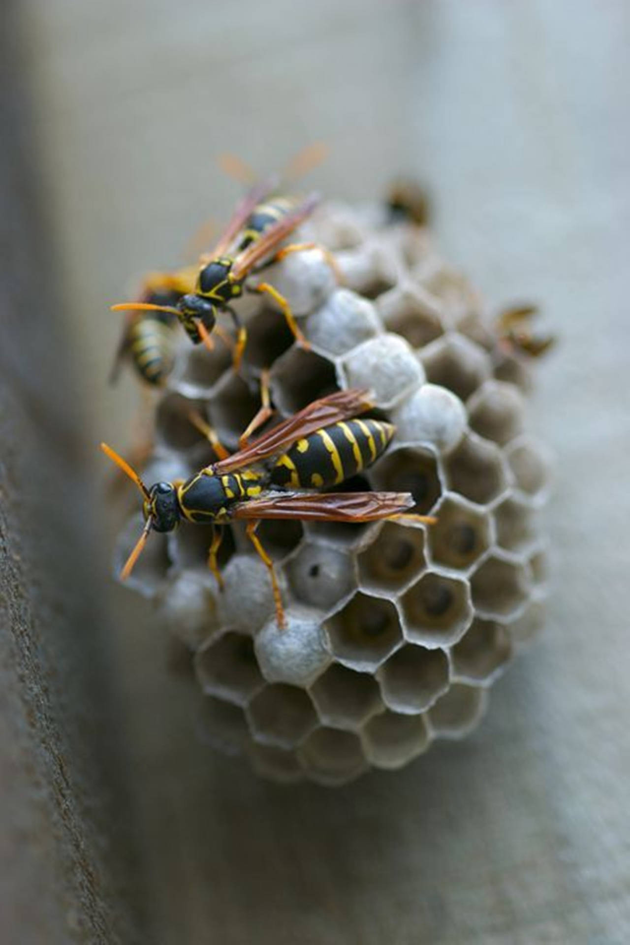 Wasps Building A Hexagonal Paper Nest Wallpaper