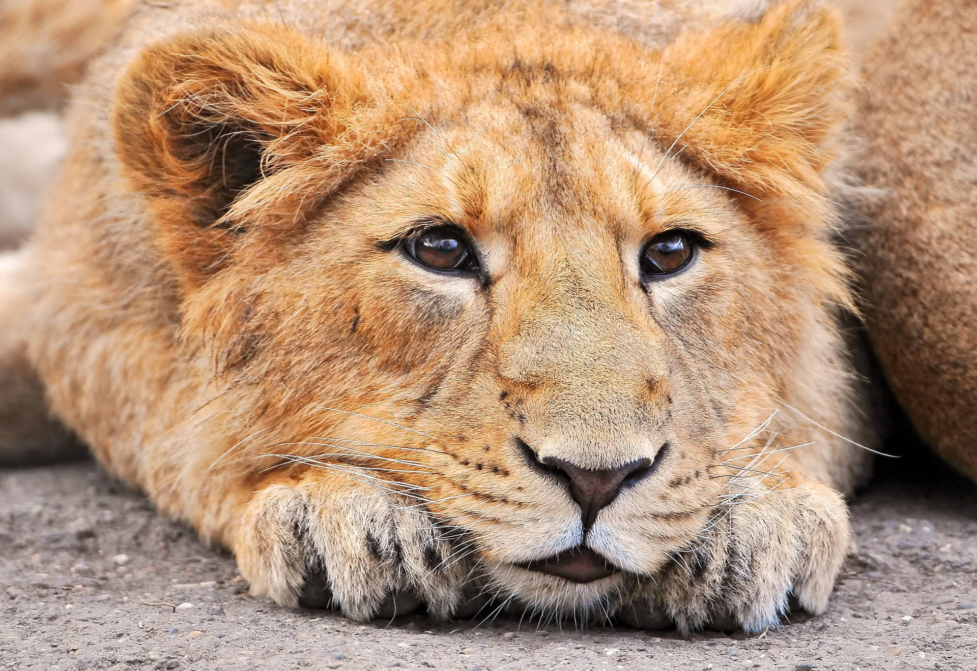 Watchful Lion