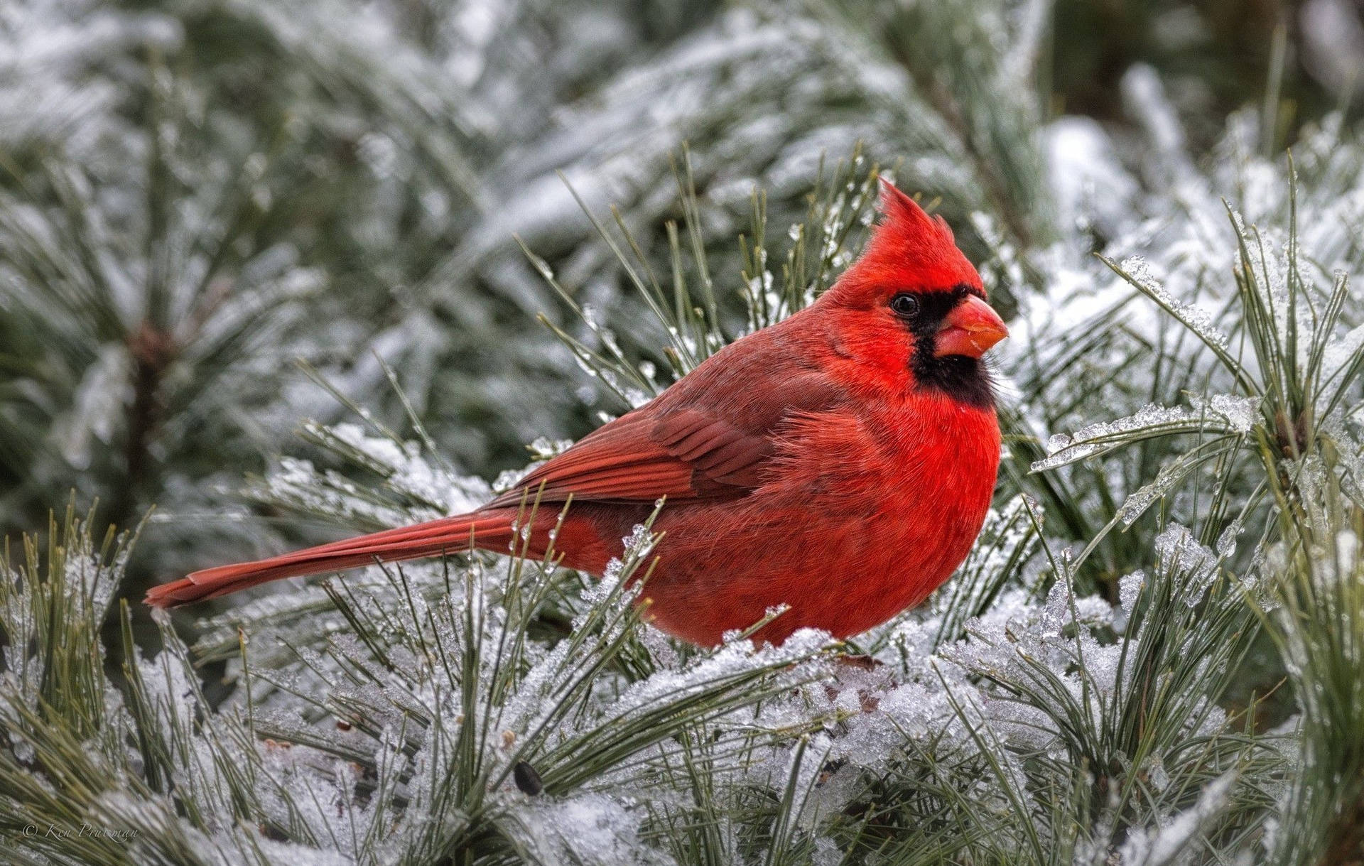 Watchful Winter Cardinal Wallpaper