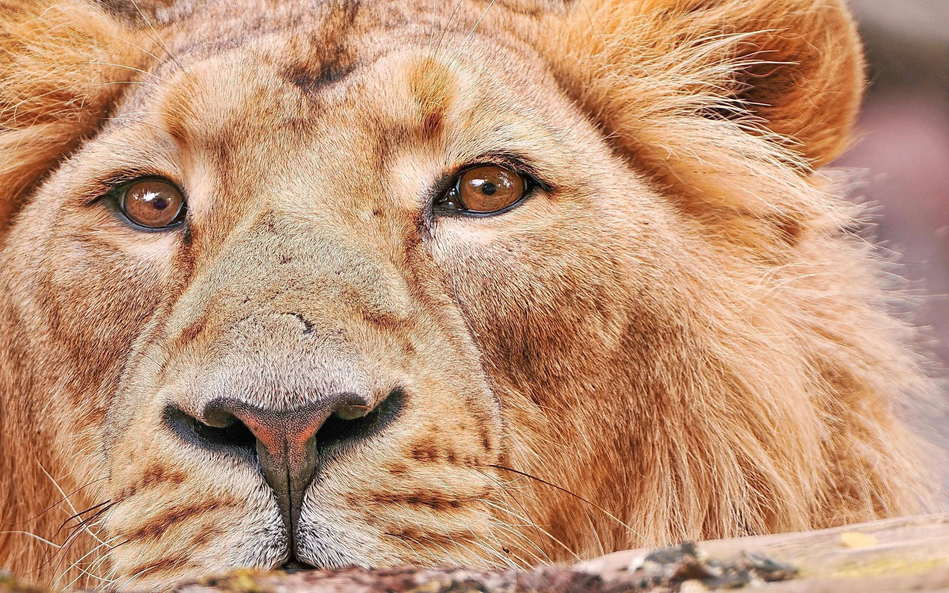 Watching Lion Desktop Wallpaper