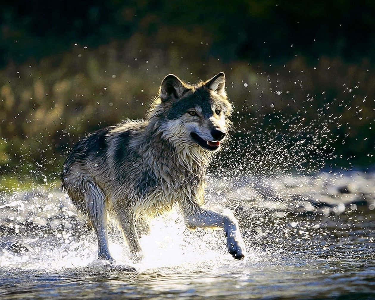 Estemajestuoso Lobo Es Un Símbolo De Las Fuerzas En Guerra Del Agua Y El Fuego. Fondo de pantalla