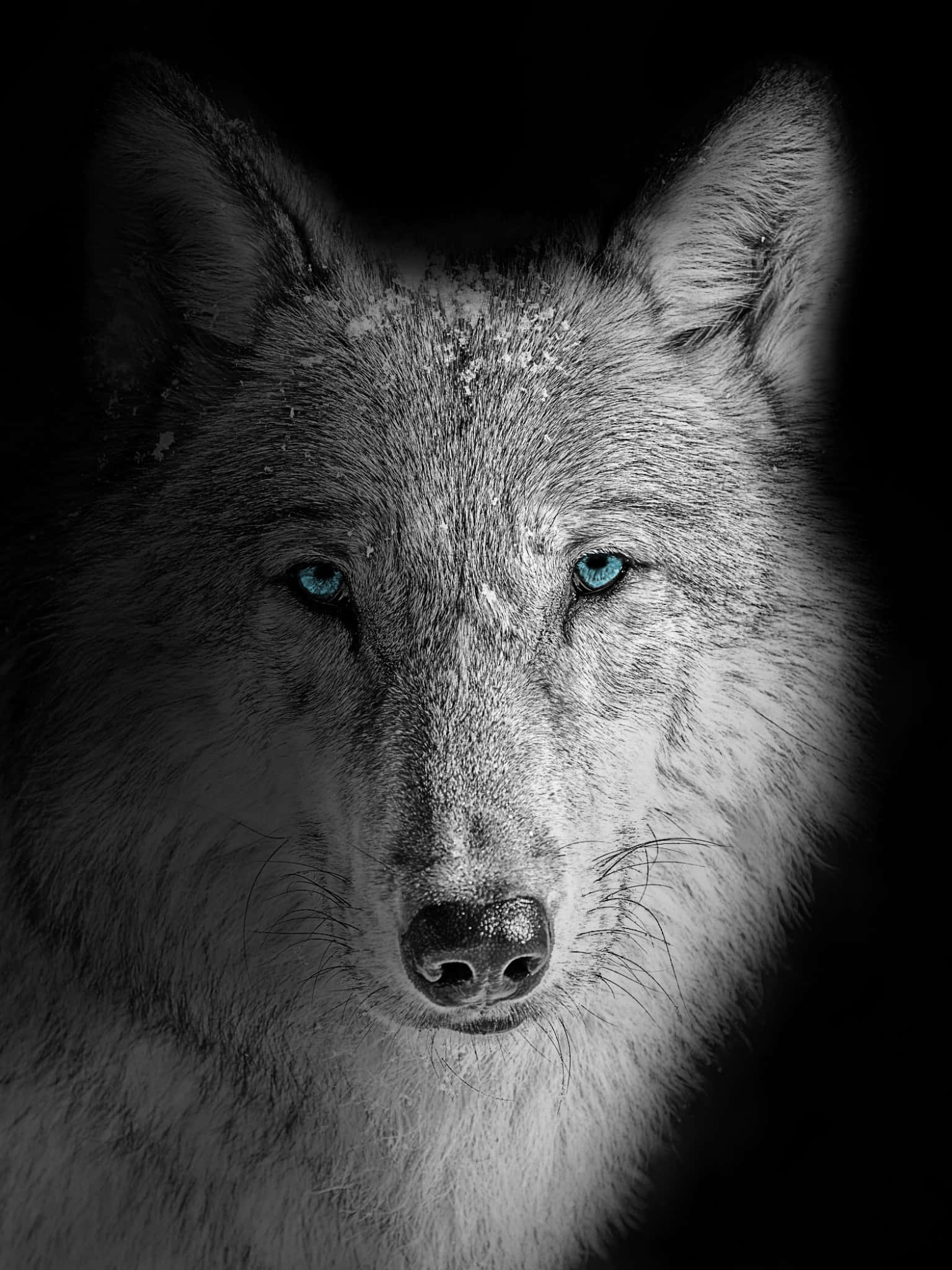 a wolf with blue eyes in black and white Wallpaper