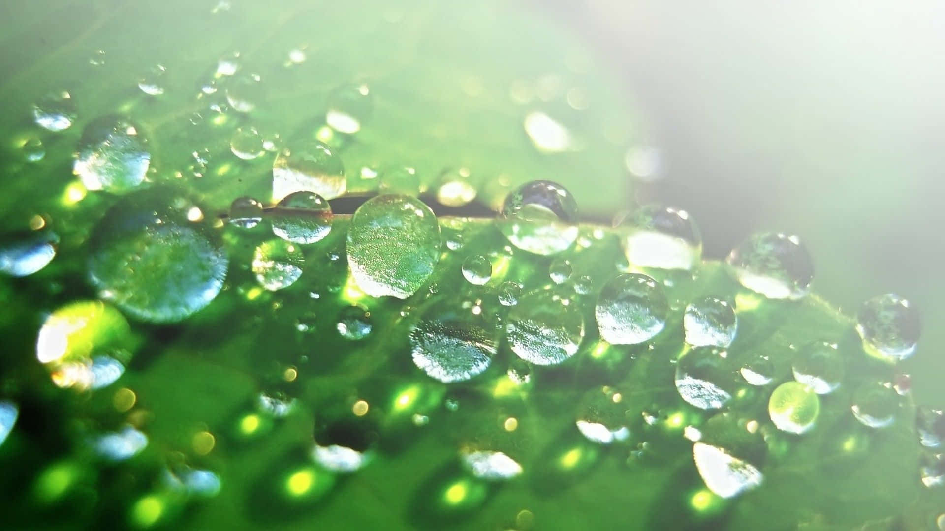 Green Morning Dew Drops Water Background