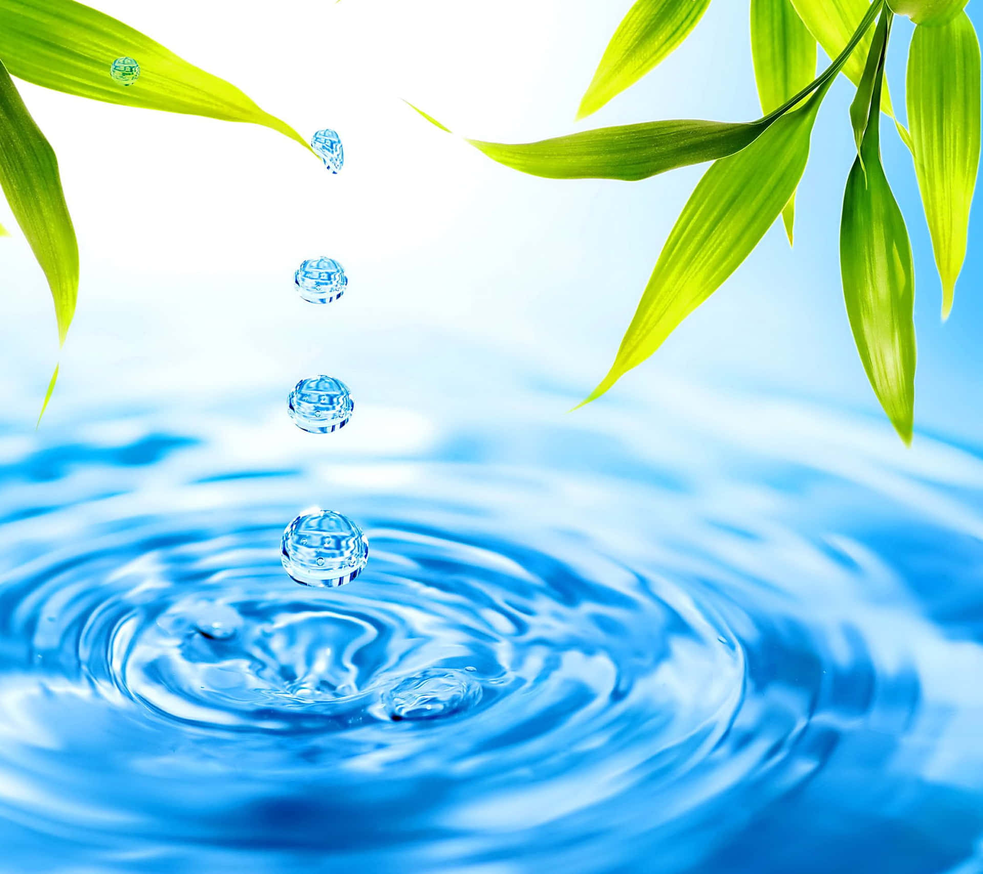 Download Beautiful Zen Water With Leaves Background