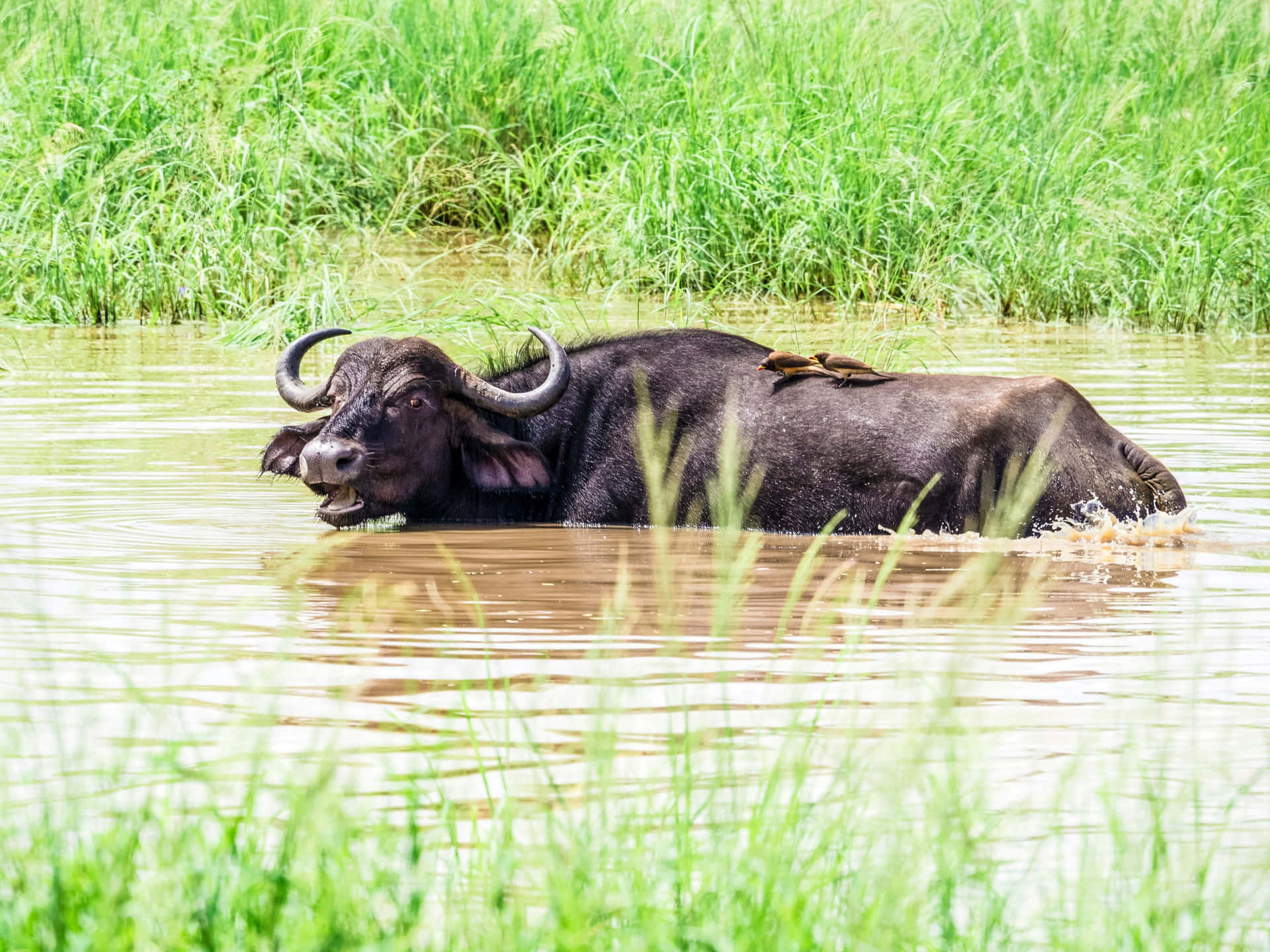 Waterbuffel Koelt Af In Vijver.jpg Achtergrond