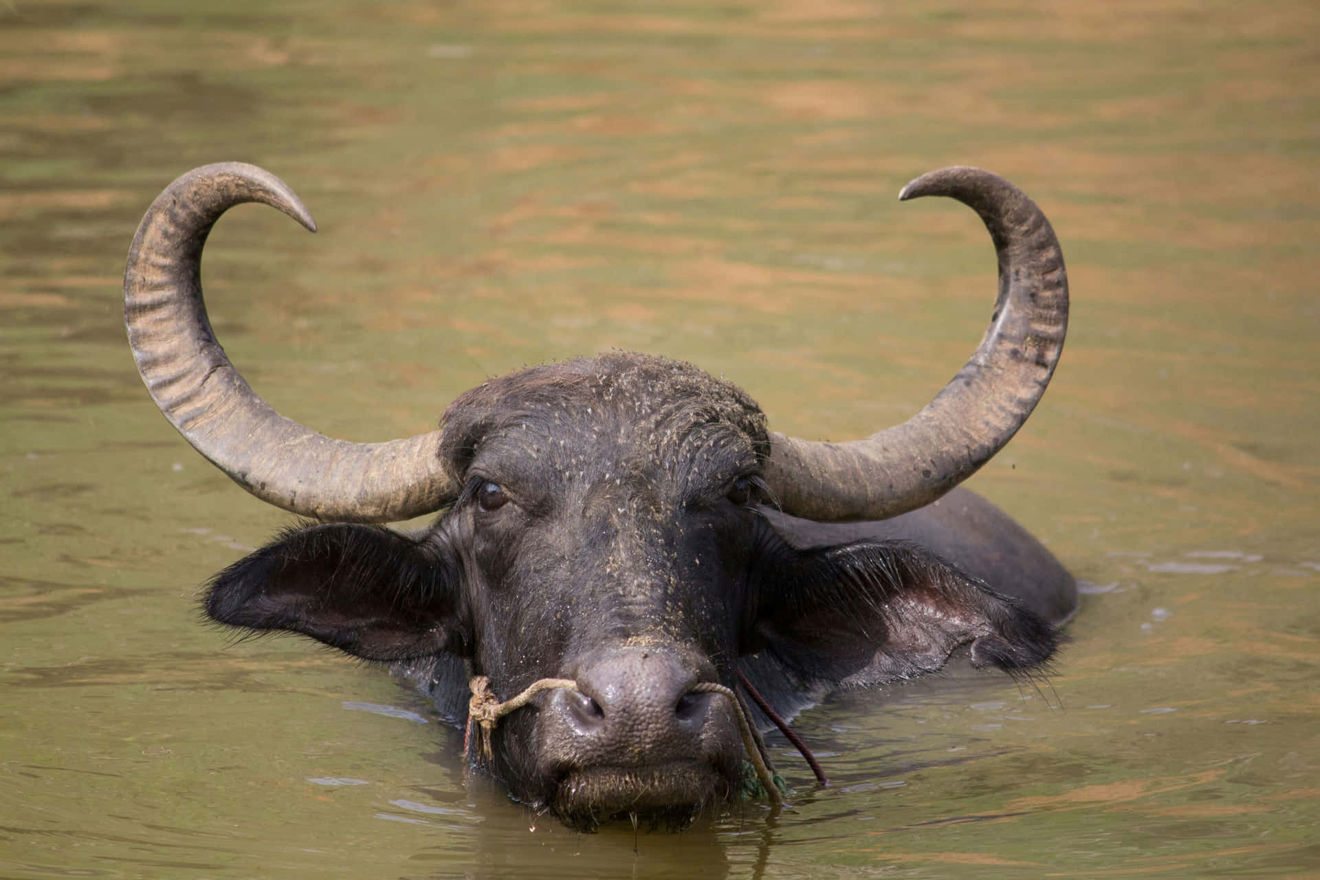 Water Buffalo Cooling Offin Water Wallpaper