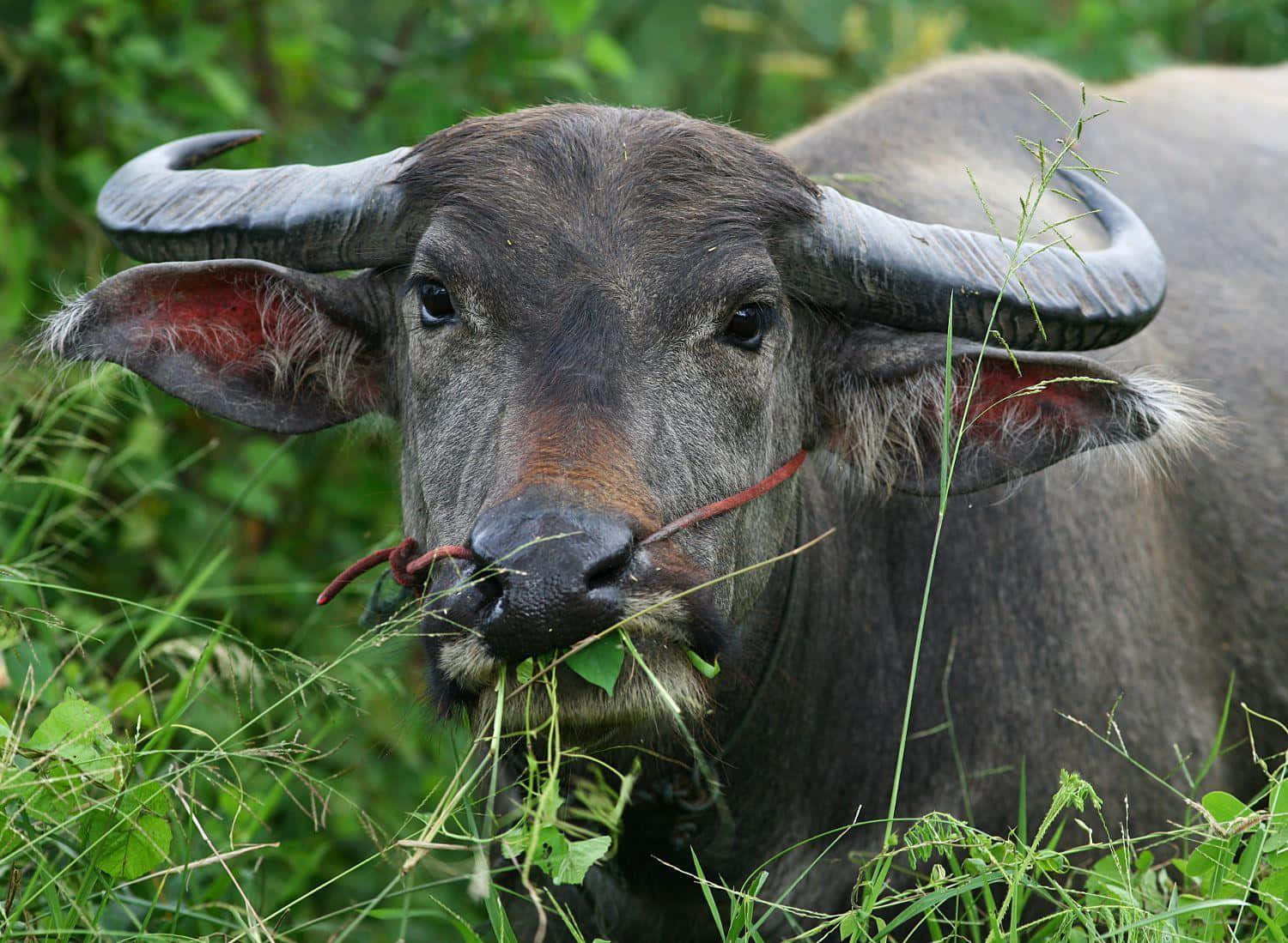 Waterbuffel Die Graast In Groene Omgeving Achtergrond