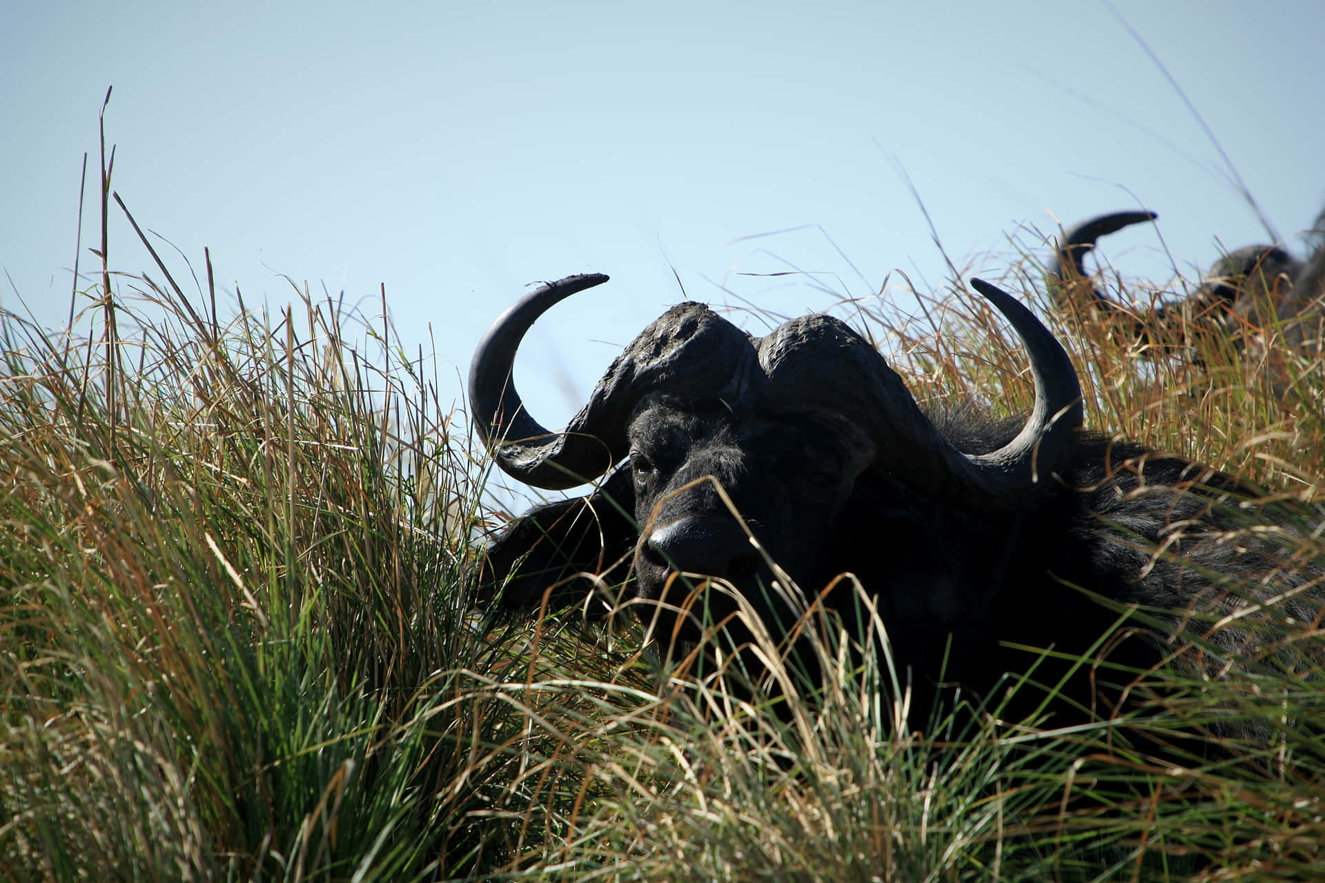 Waterbuffel Verborgen In Hoog Gras Achtergrond