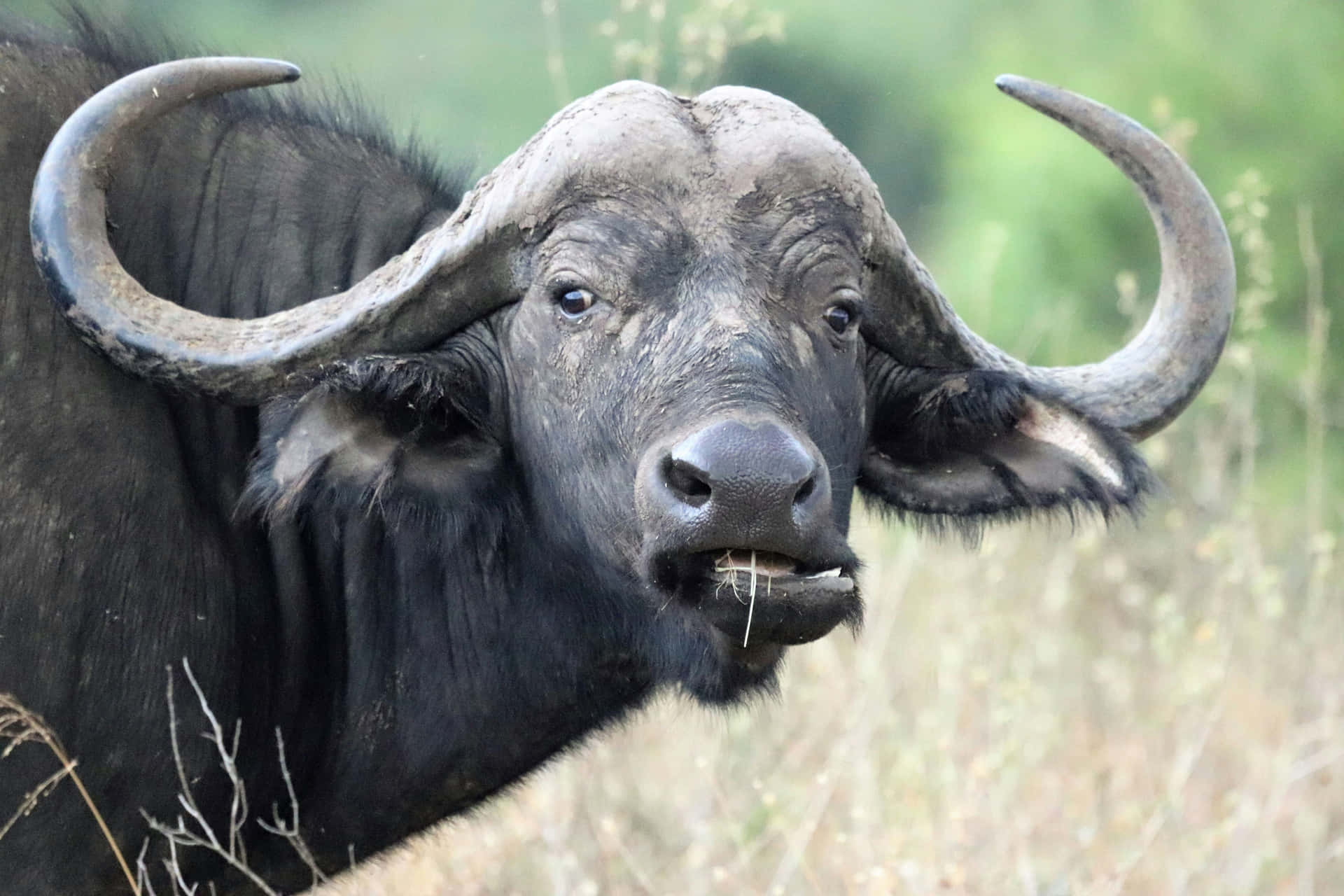 Waterbuffel Portret In Grasland.jpg Achtergrond