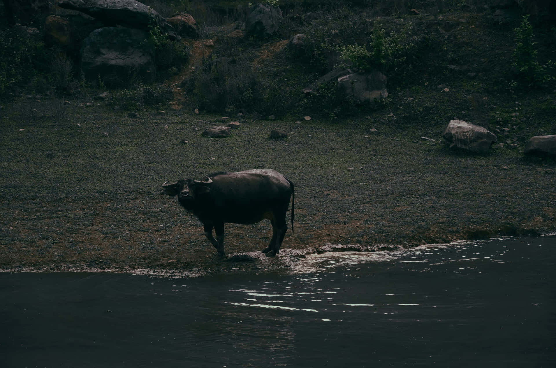 Waterbuffel Staande Bij Waterkant Achtergrond