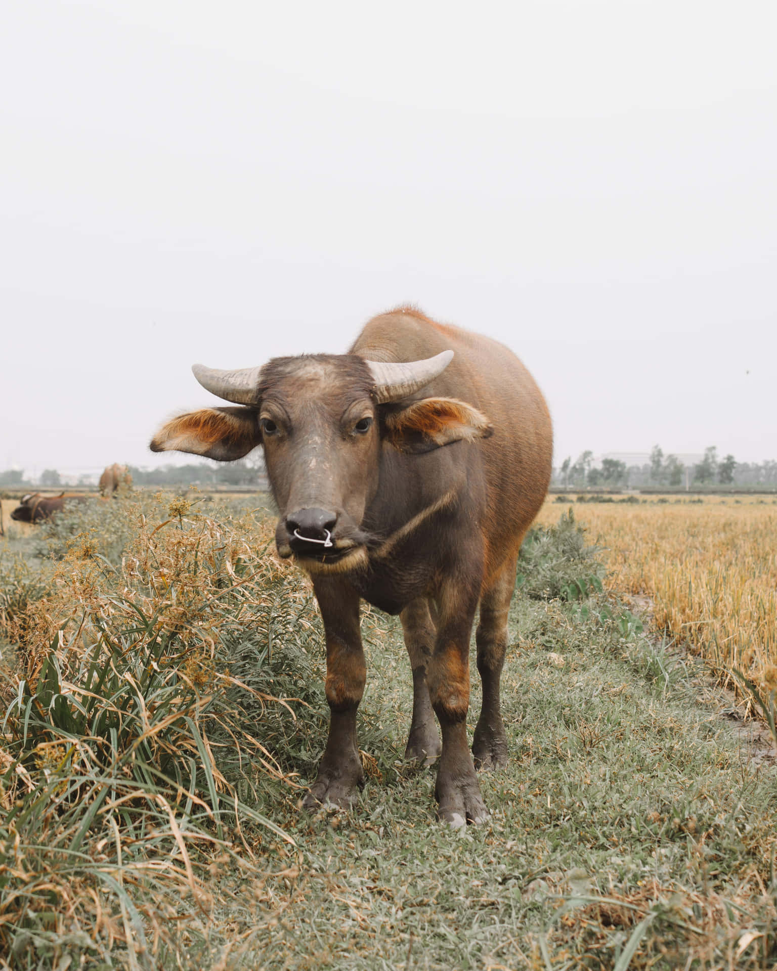 Water Buffalo Standingin Field.jpg Wallpaper