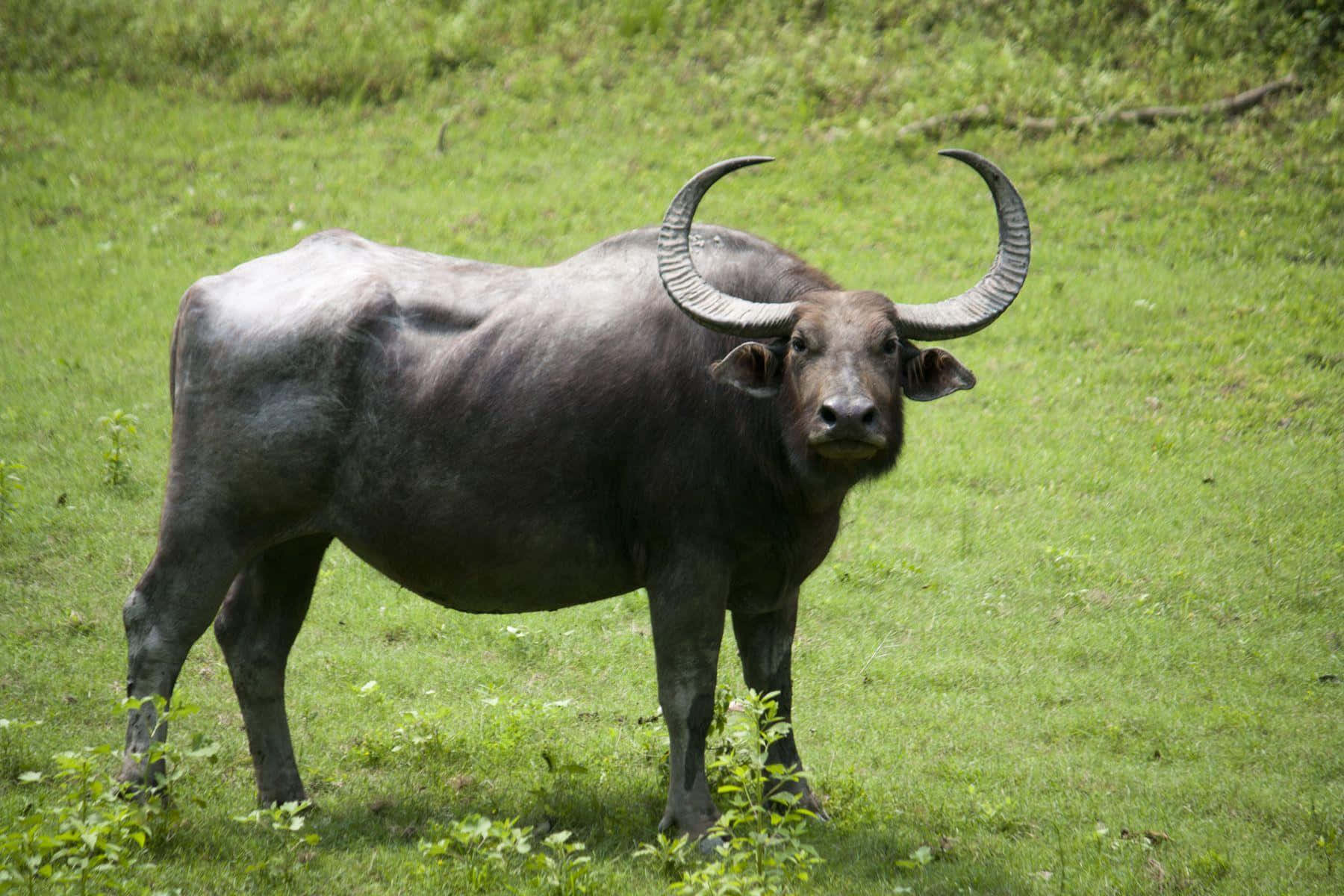 Waterbuffel Staand In Groene Weide.jpg Achtergrond