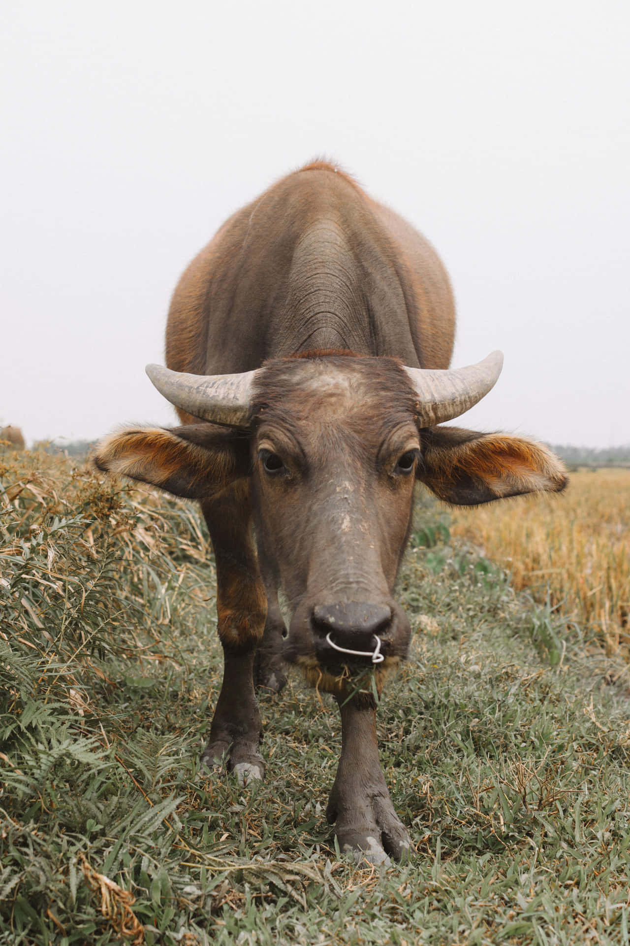 Waterbuffel Kijkt Recht In De Camera Achtergrond