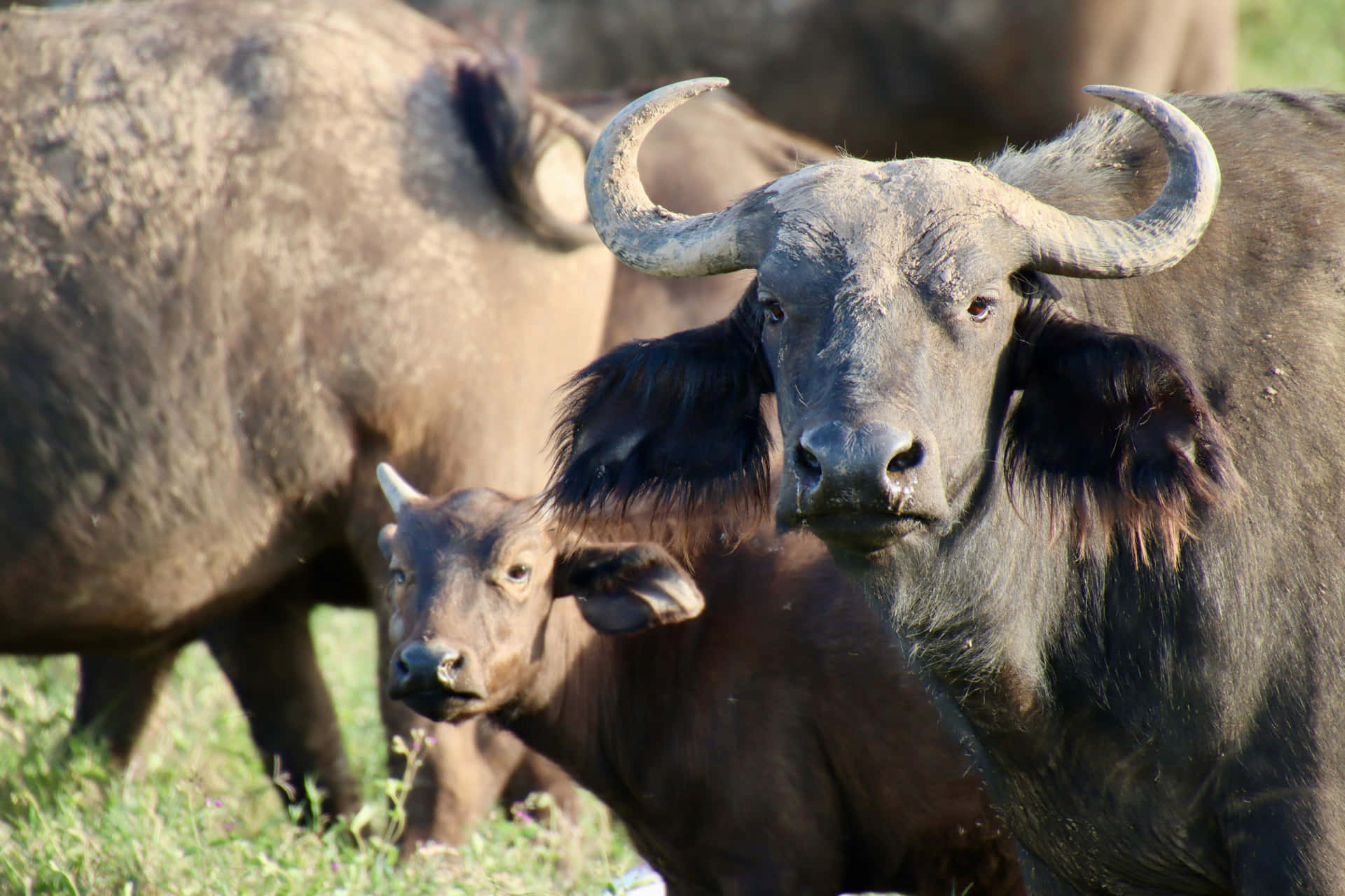 Water Buffaloand Calfin Field.jpg Wallpaper