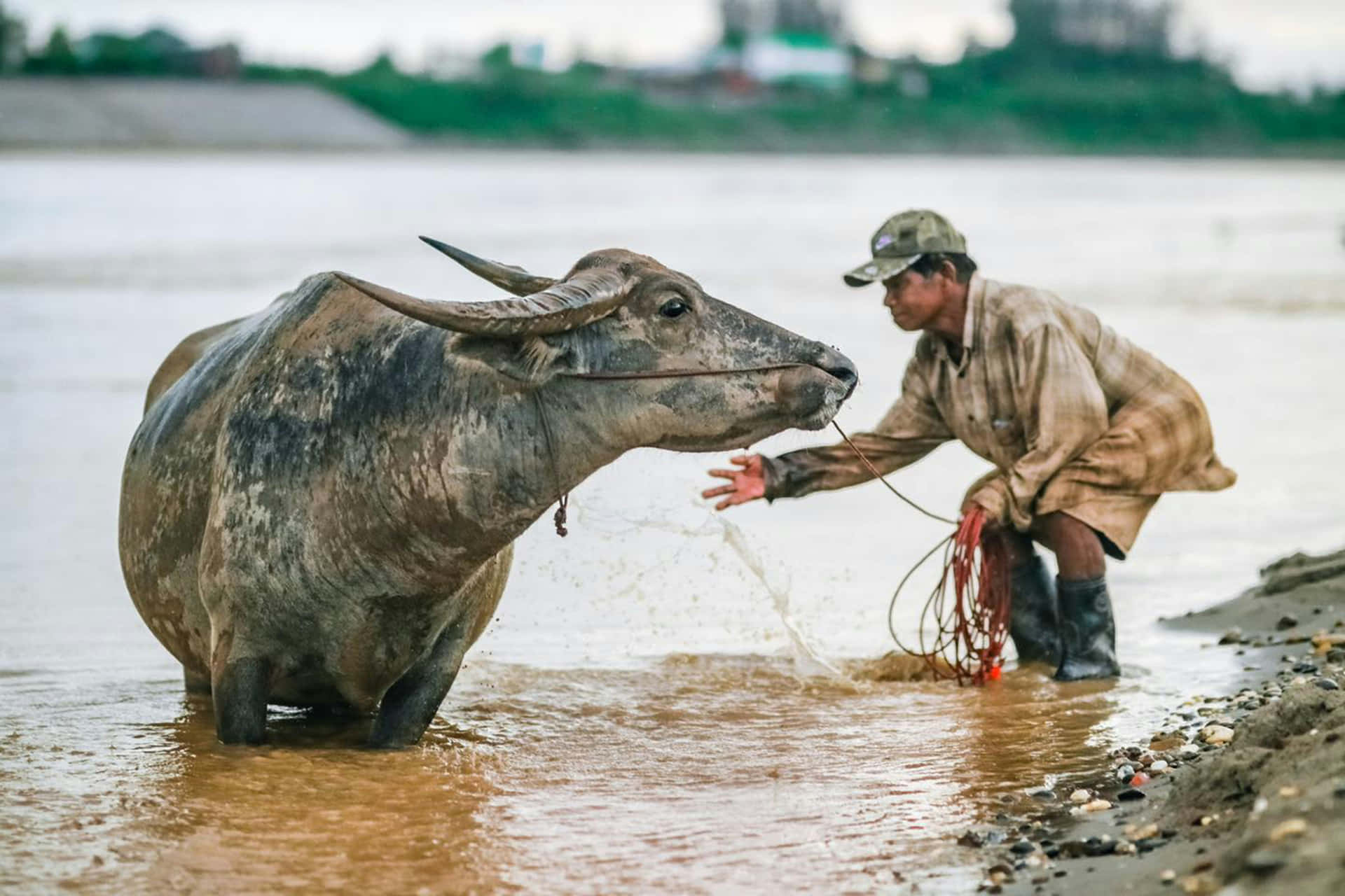 Waterbuffel En Boer Aan De Rivier Achtergrond