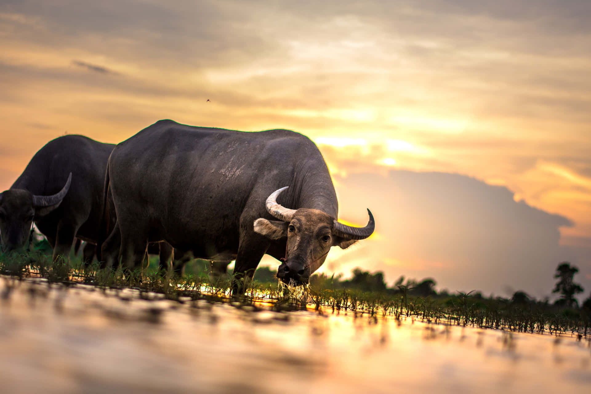 Water Buffaloat Sunset.jpg Wallpaper