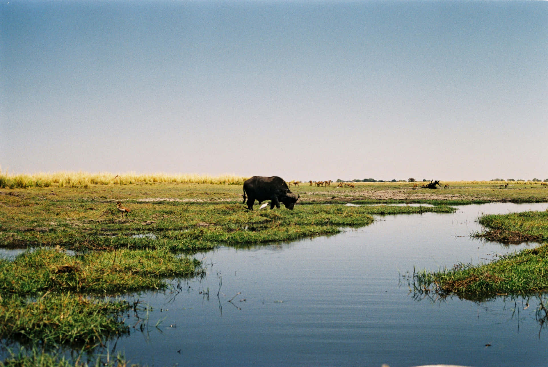 Waterbuffel In Wetland Habitat Achtergrond