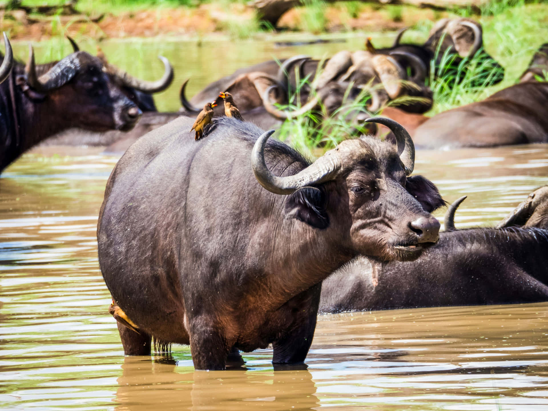 Water Buffalowith Birdsin Pond Wallpaper