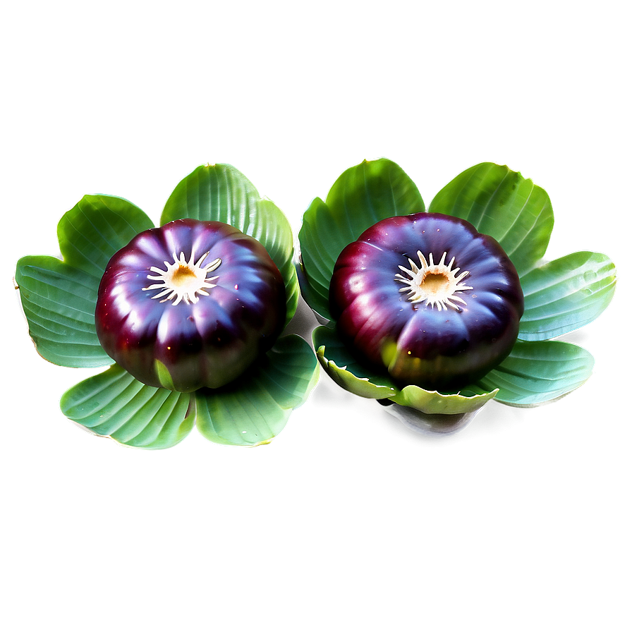 Water Chestnut Png 06122024 PNG