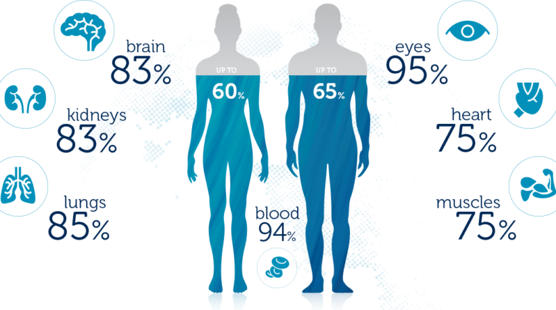 Water Contentin Human Body Infographic PNG