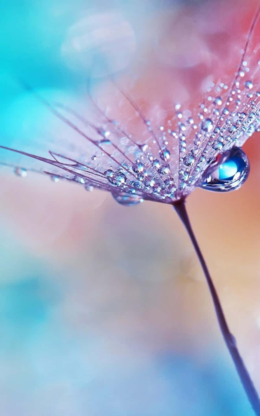 beautiful water drop wallpaper
